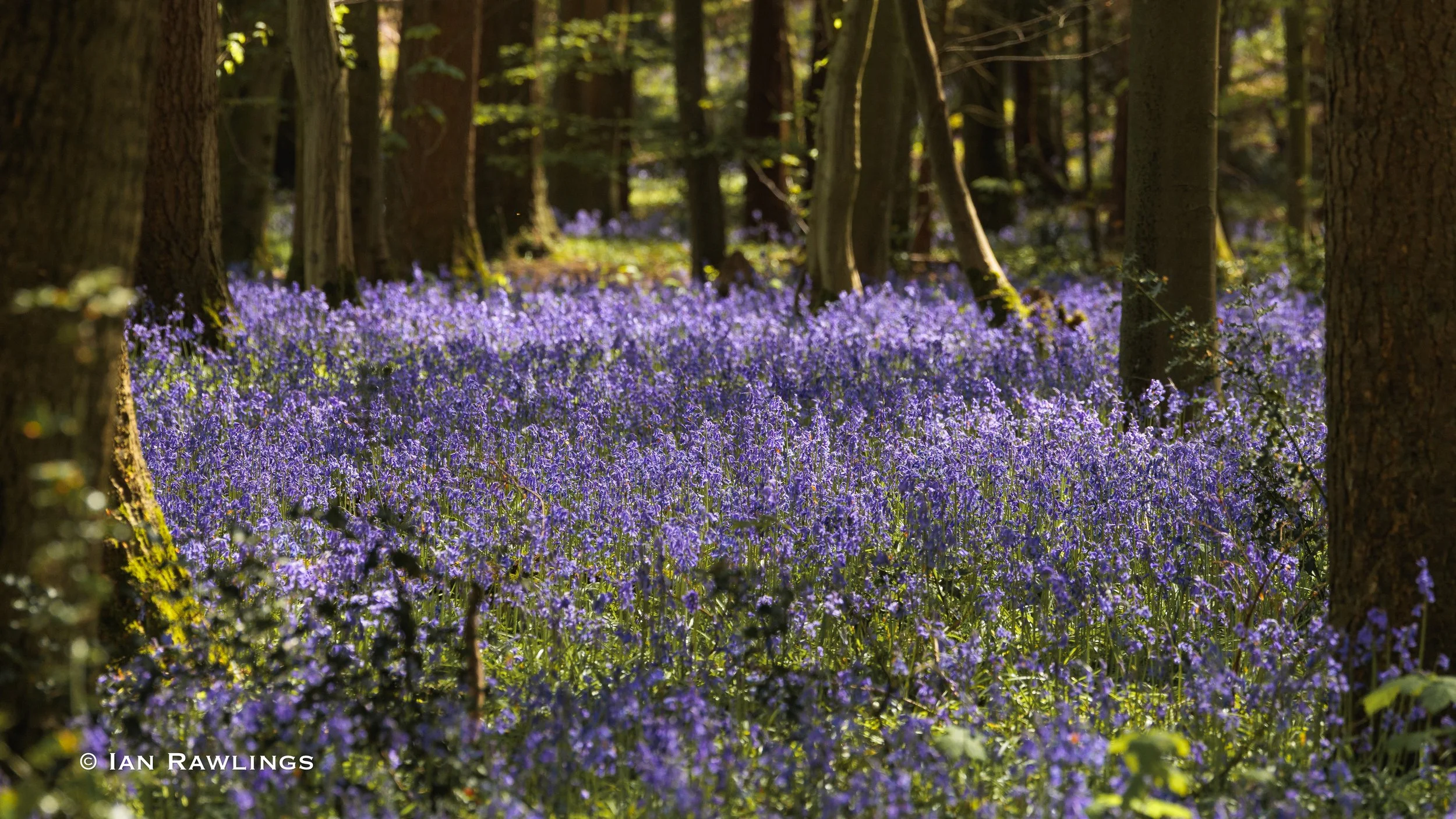 Third Bluebell walk 