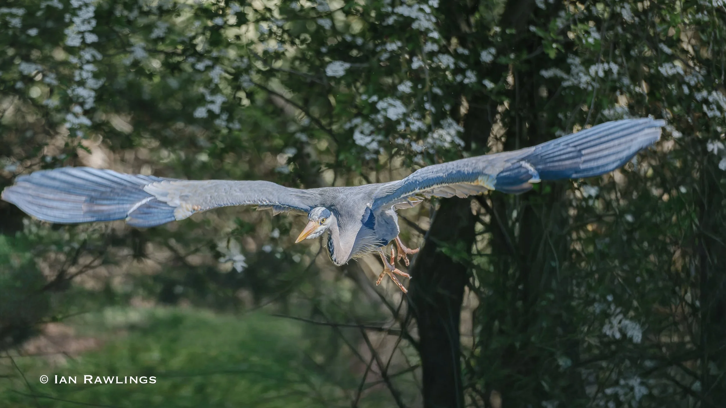 A walk around RSPB Rye Meads