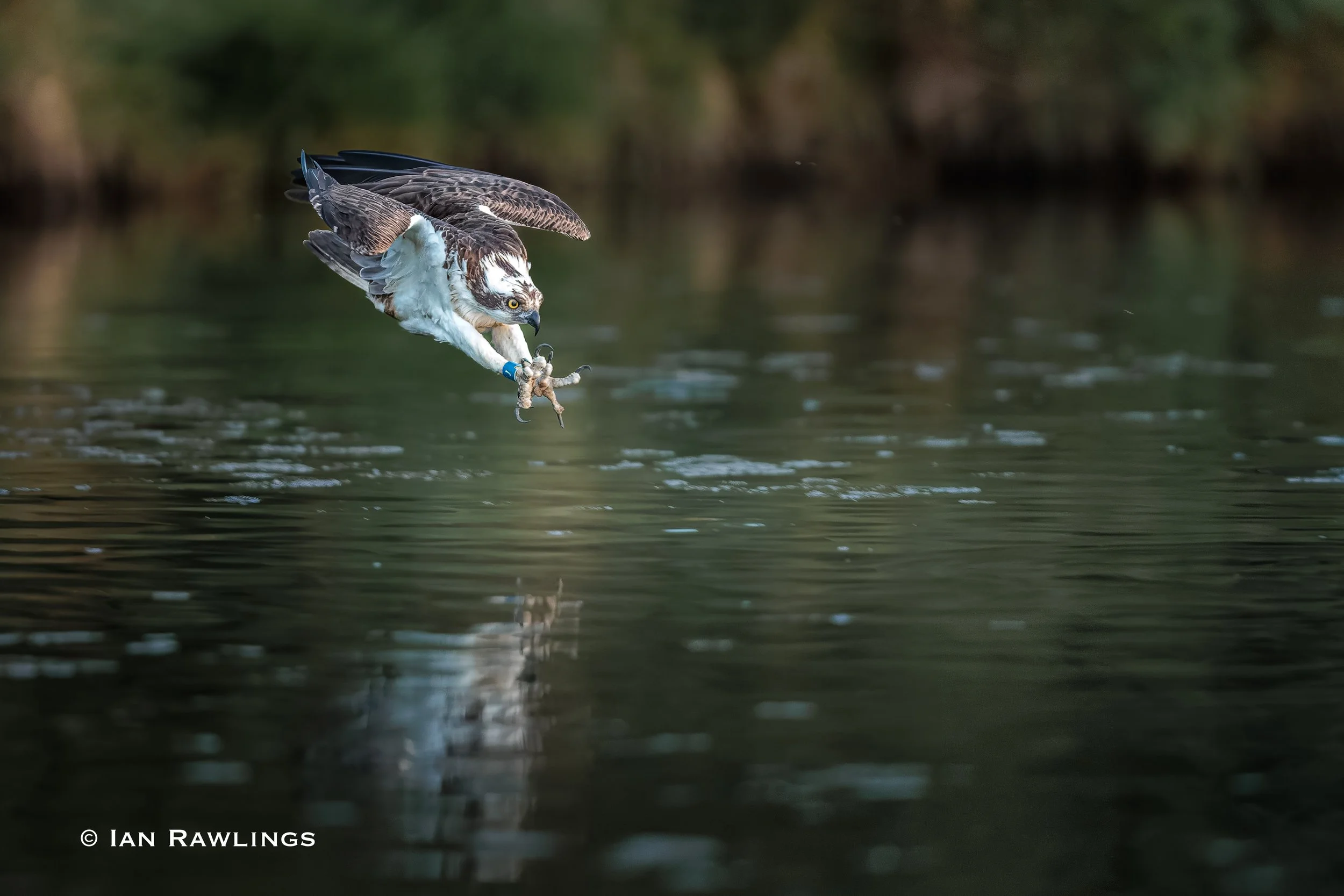 Ospreys