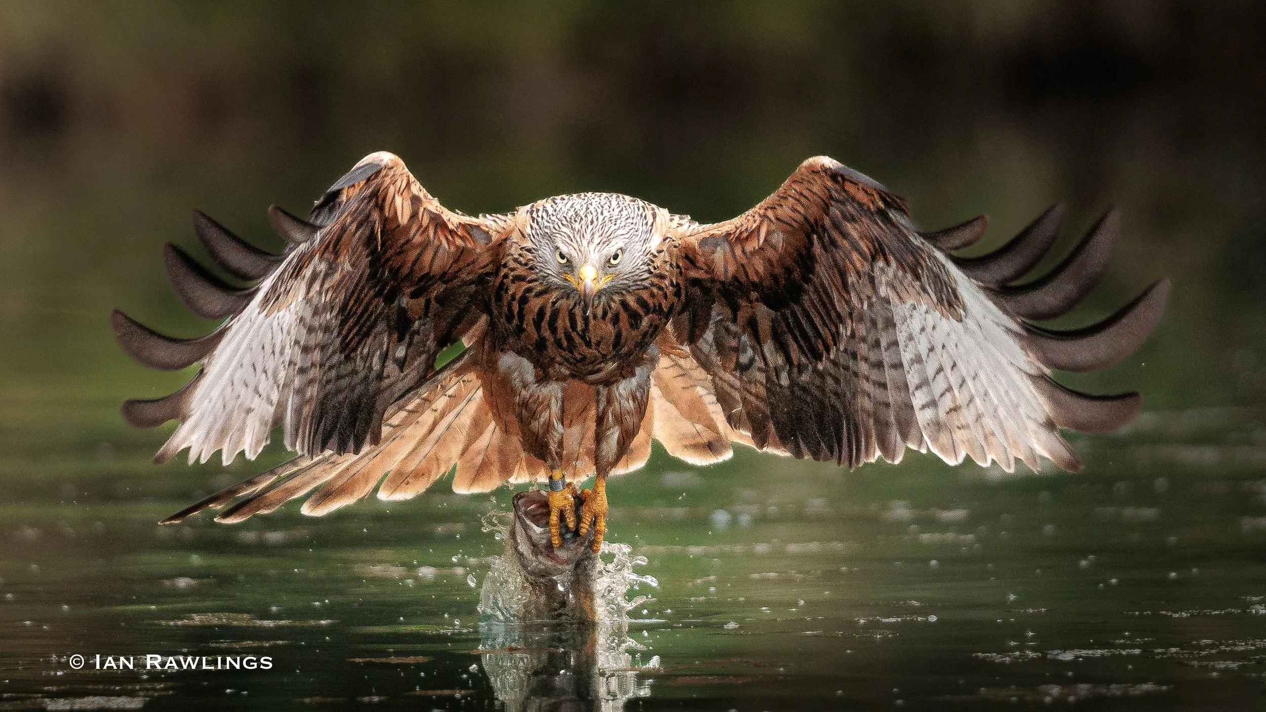 Red Kites