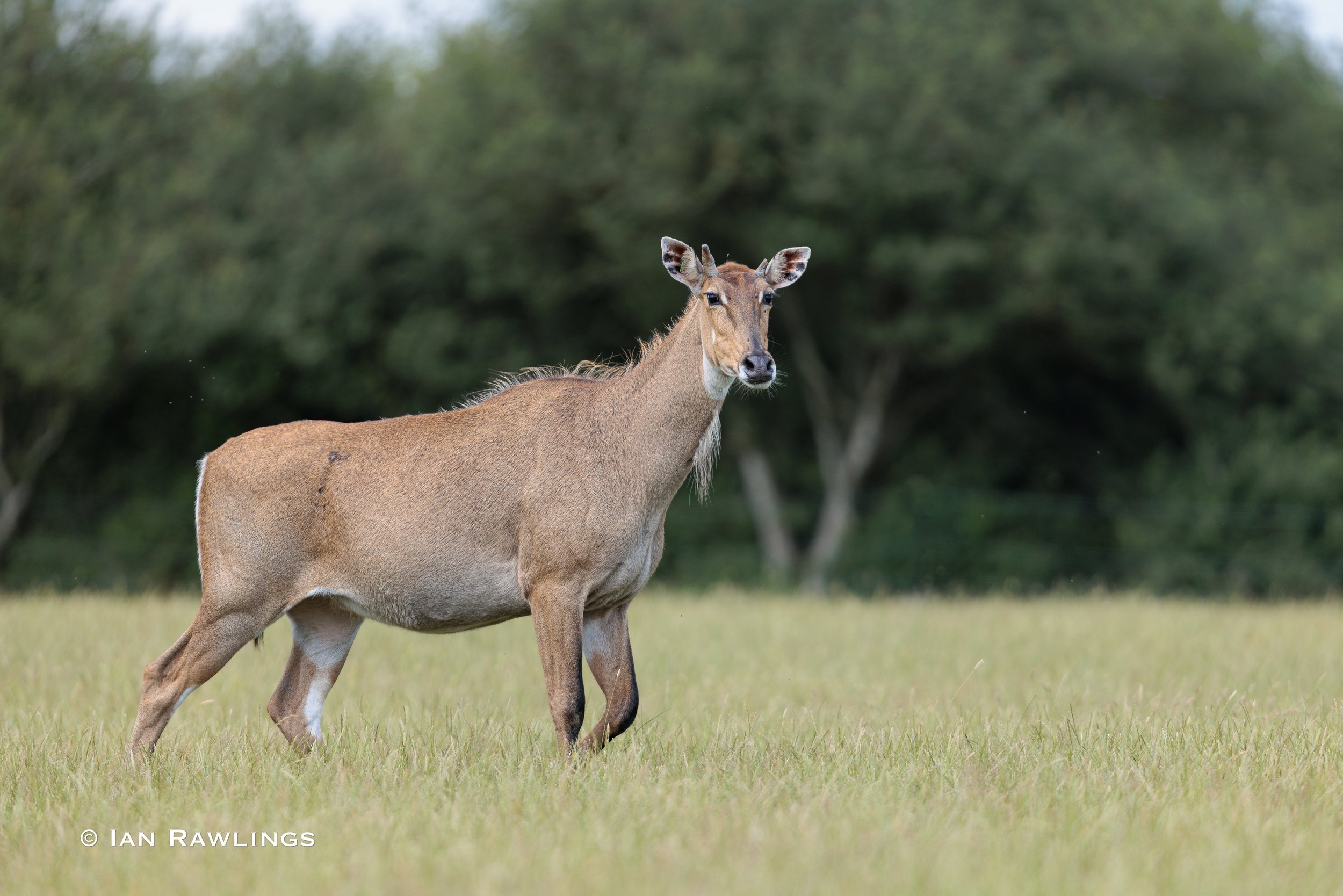 Whipsnade