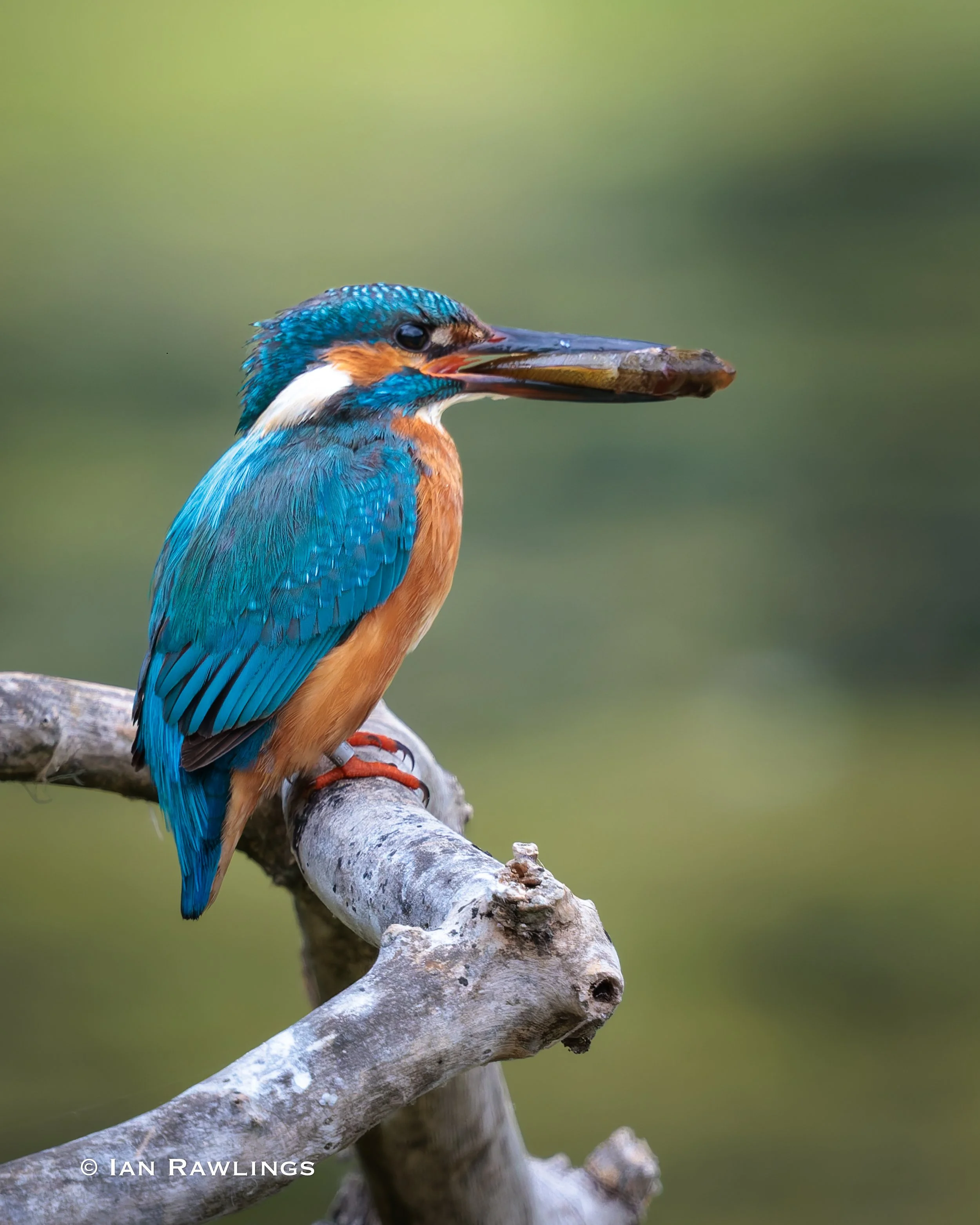 RSPB Rye Meads