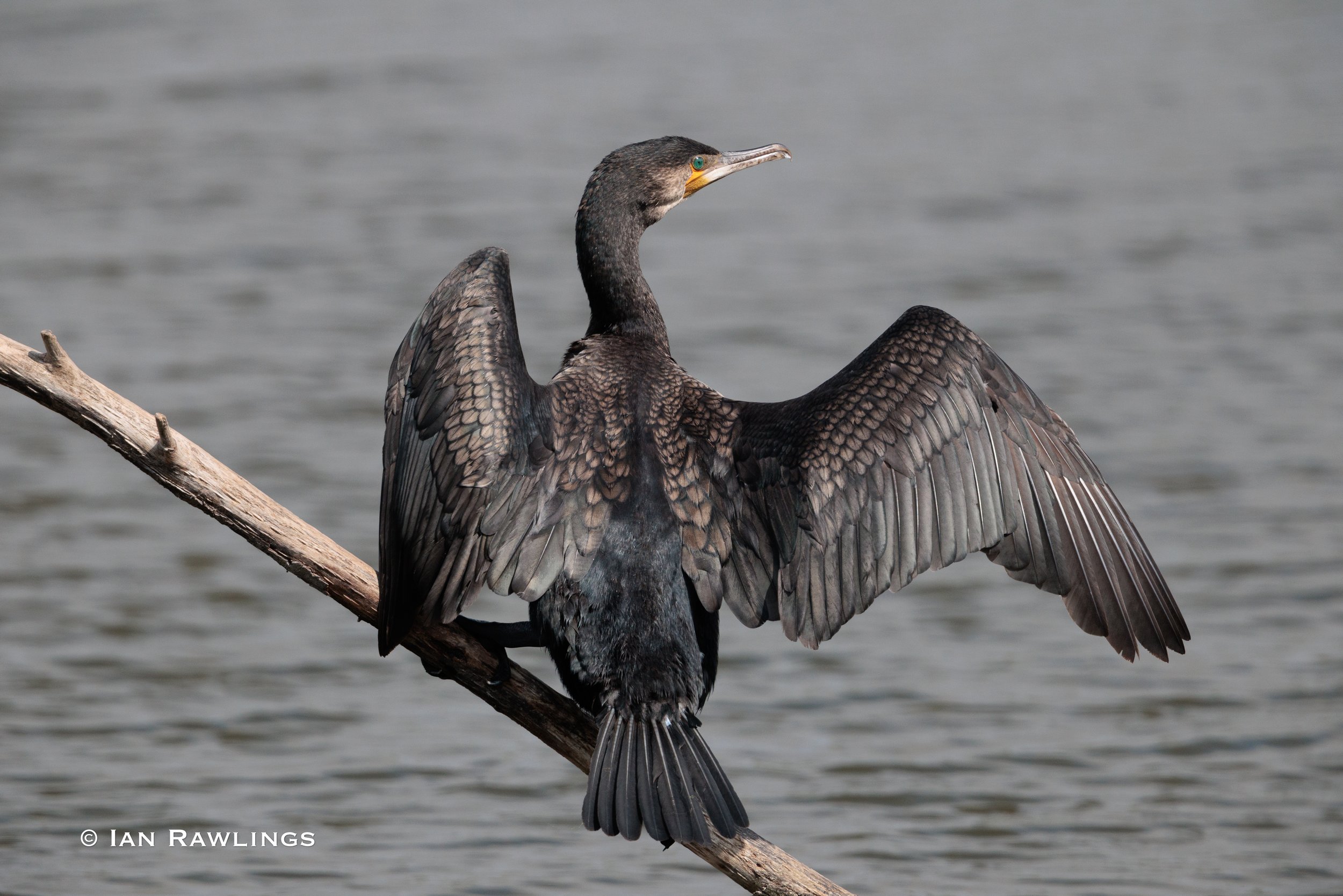 RSPB Rye Meads