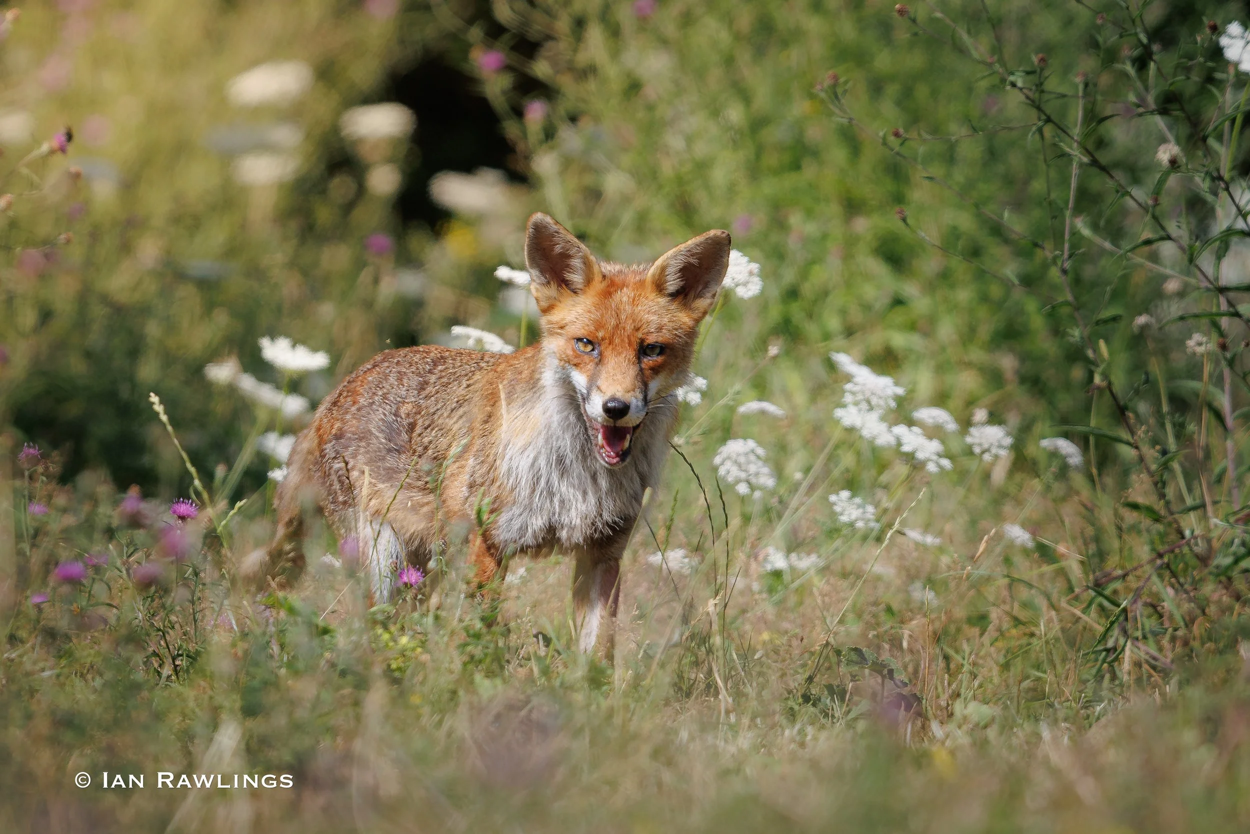 Foxes