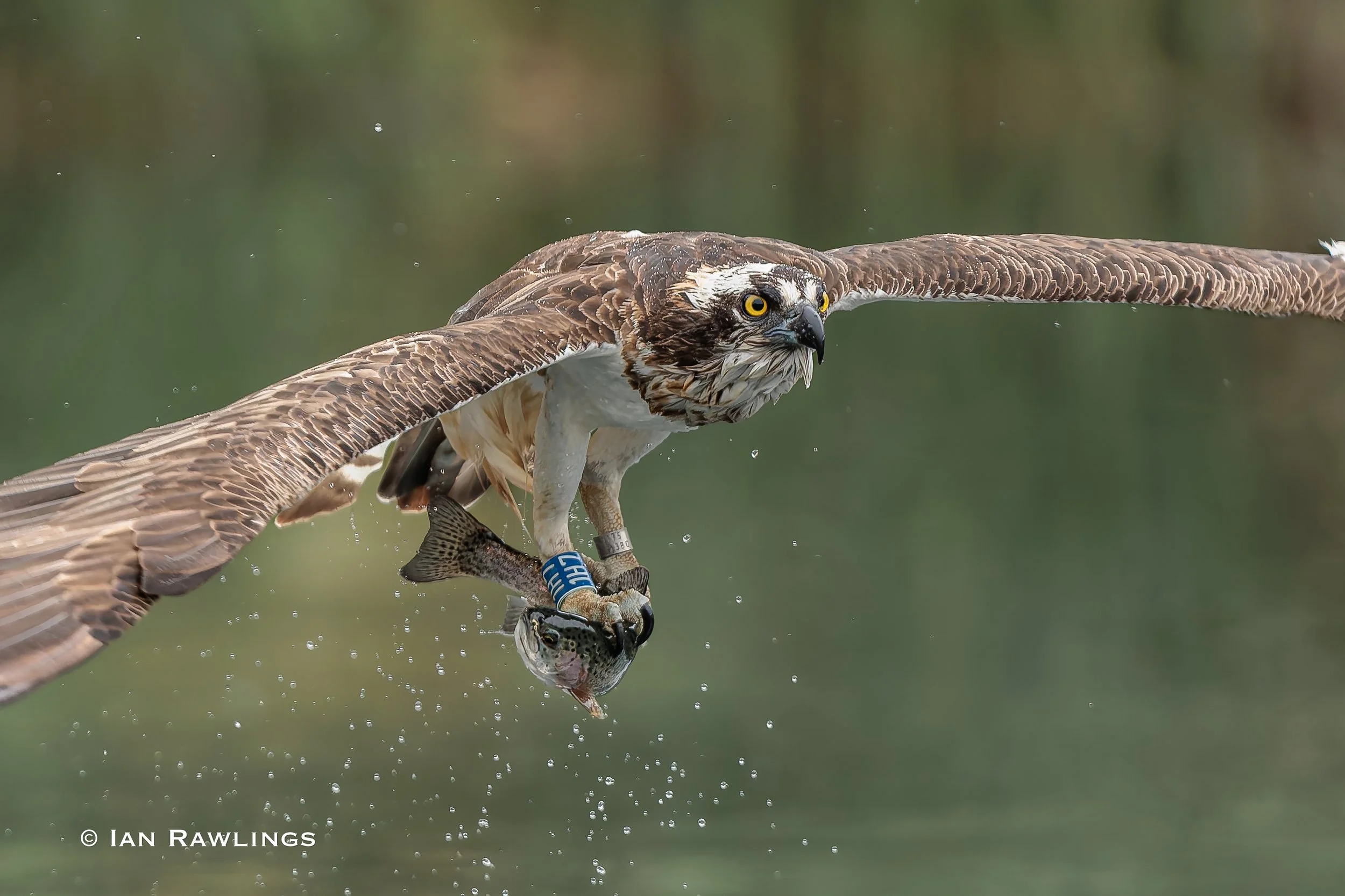 The Trout Thief