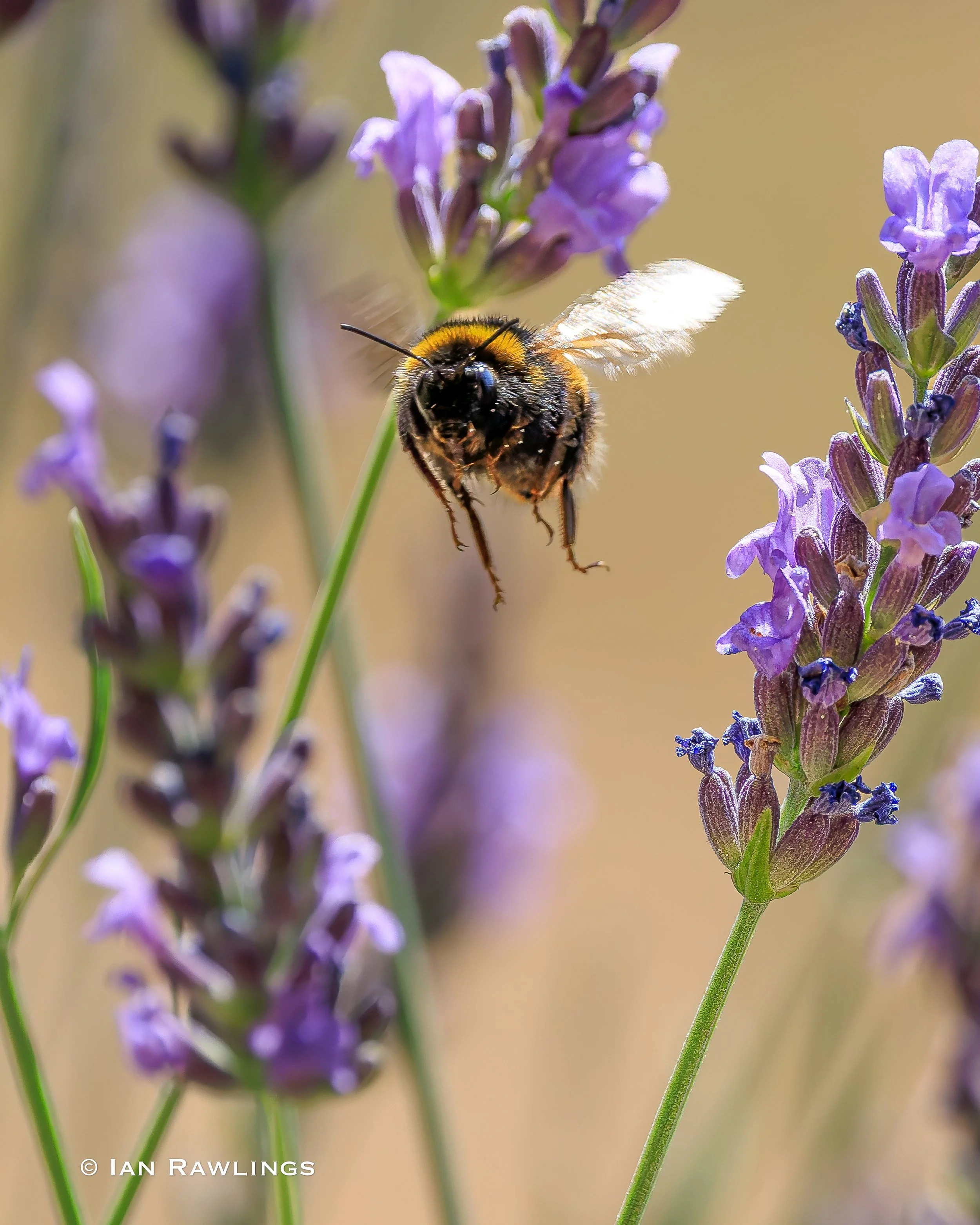 Garden Bees
