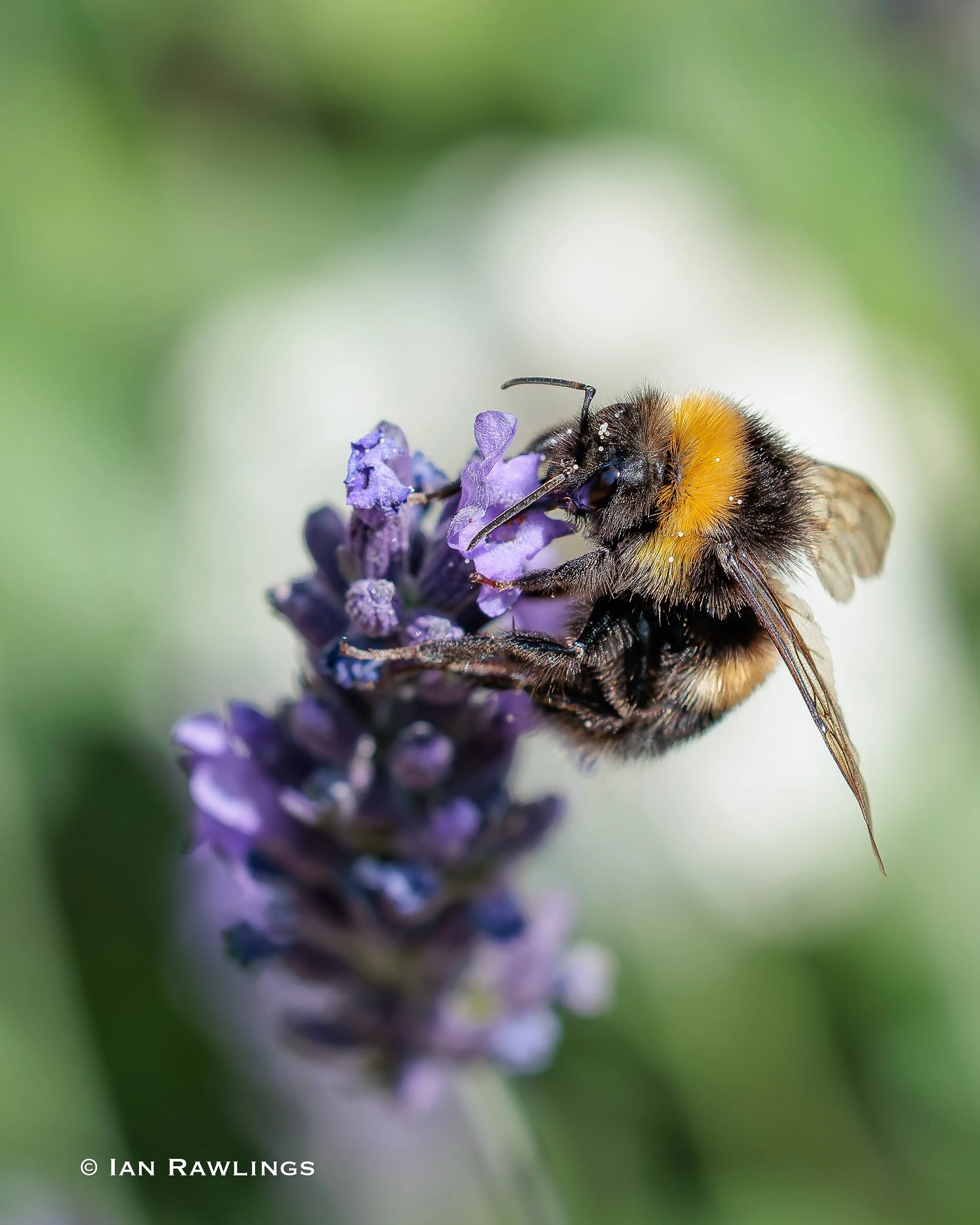 Garden Insects