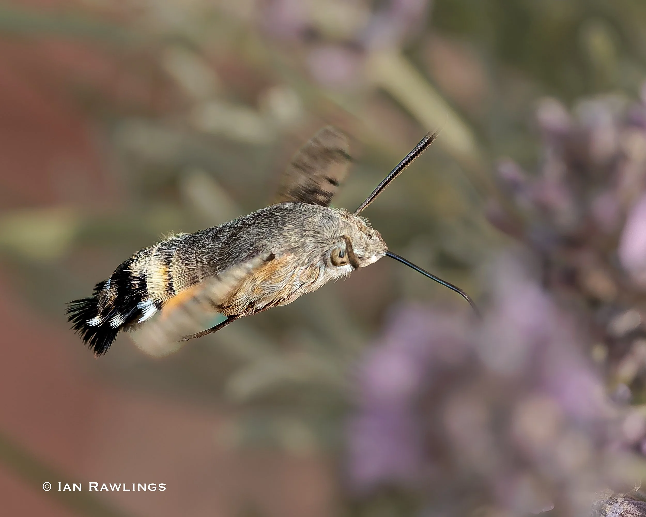 Humming Bird Moth and Insects
