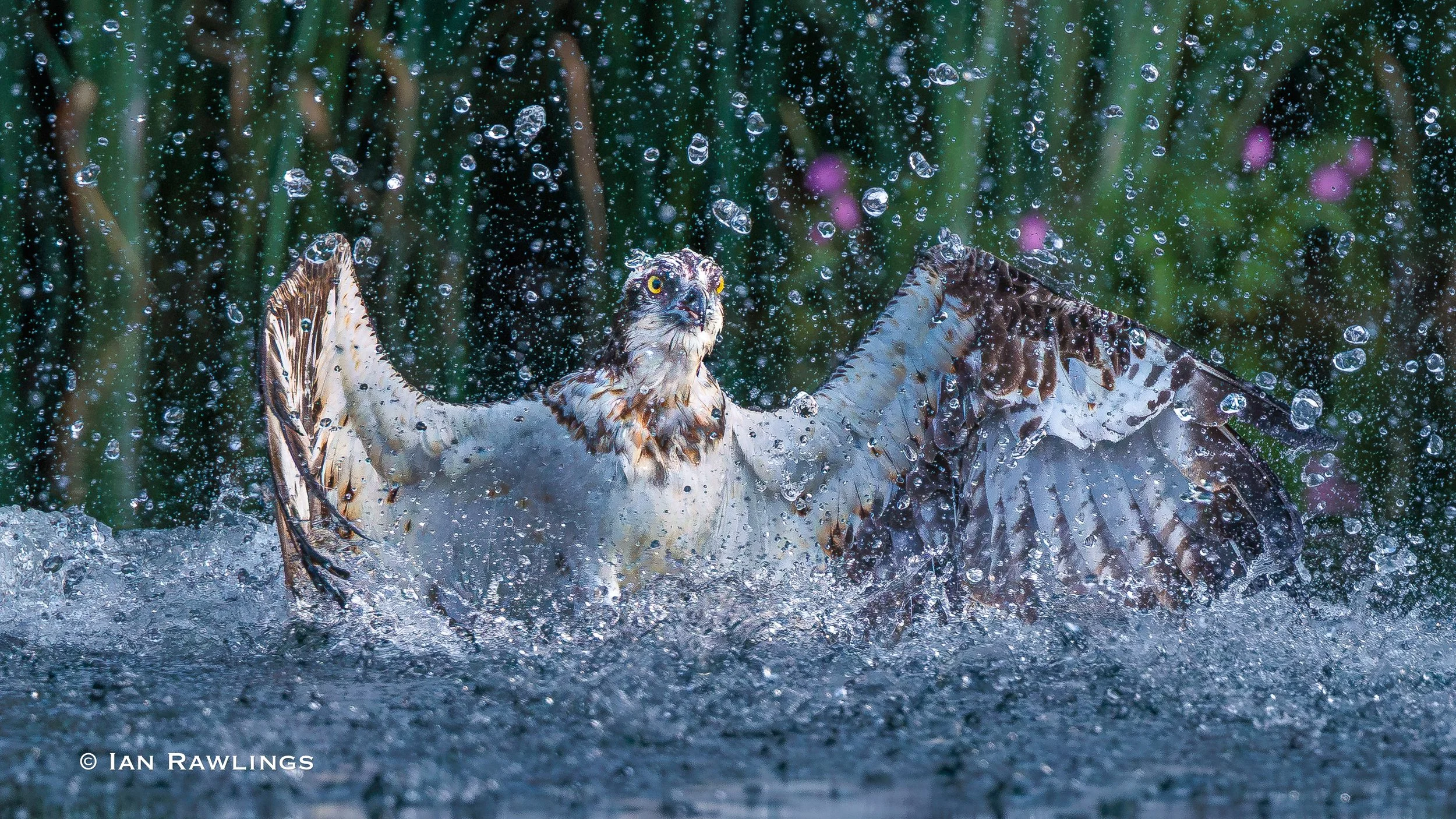 The Last Ospreys