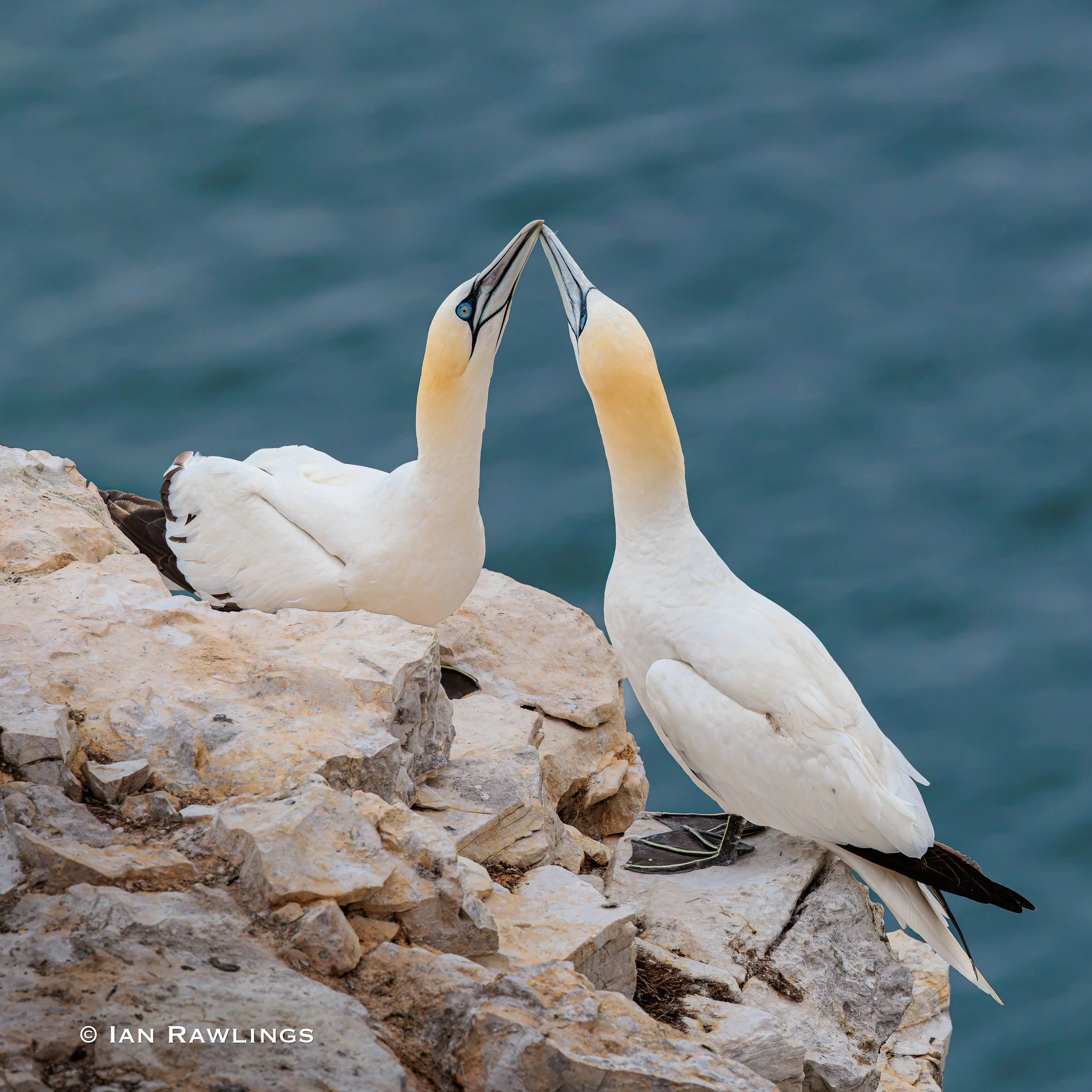 RSPB Bempton Cliffs