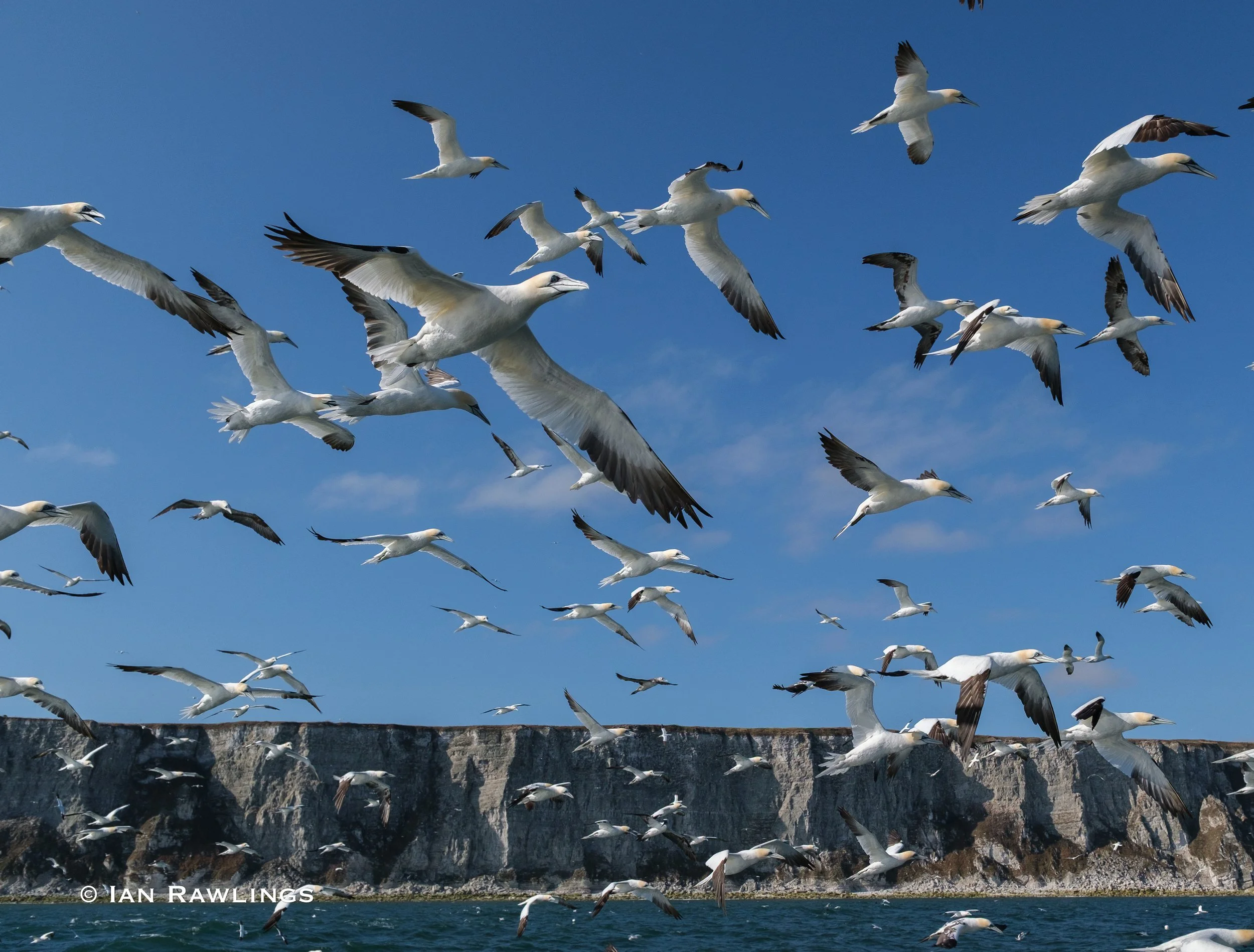 Diving Gannets