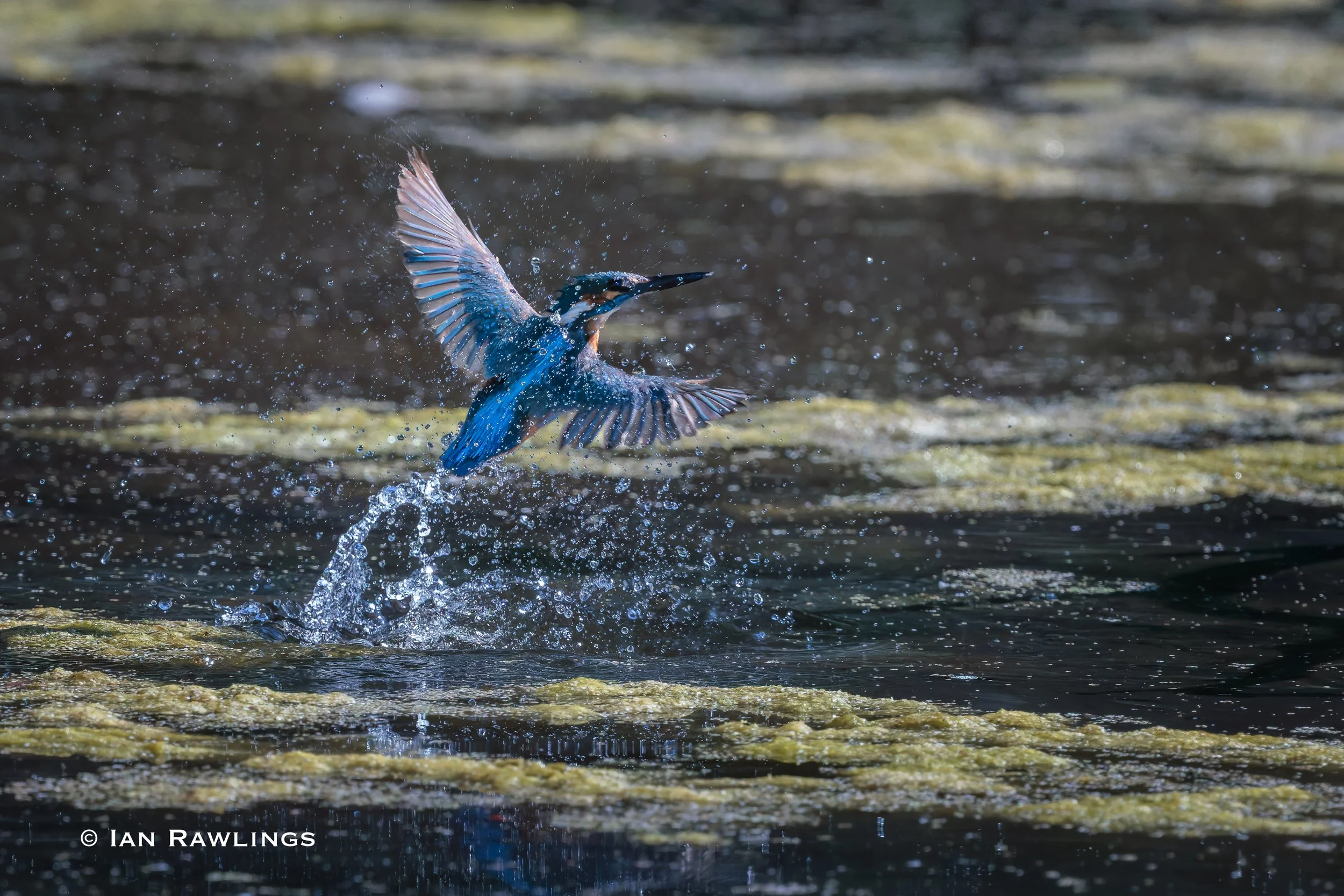 RSPB Rye Meads