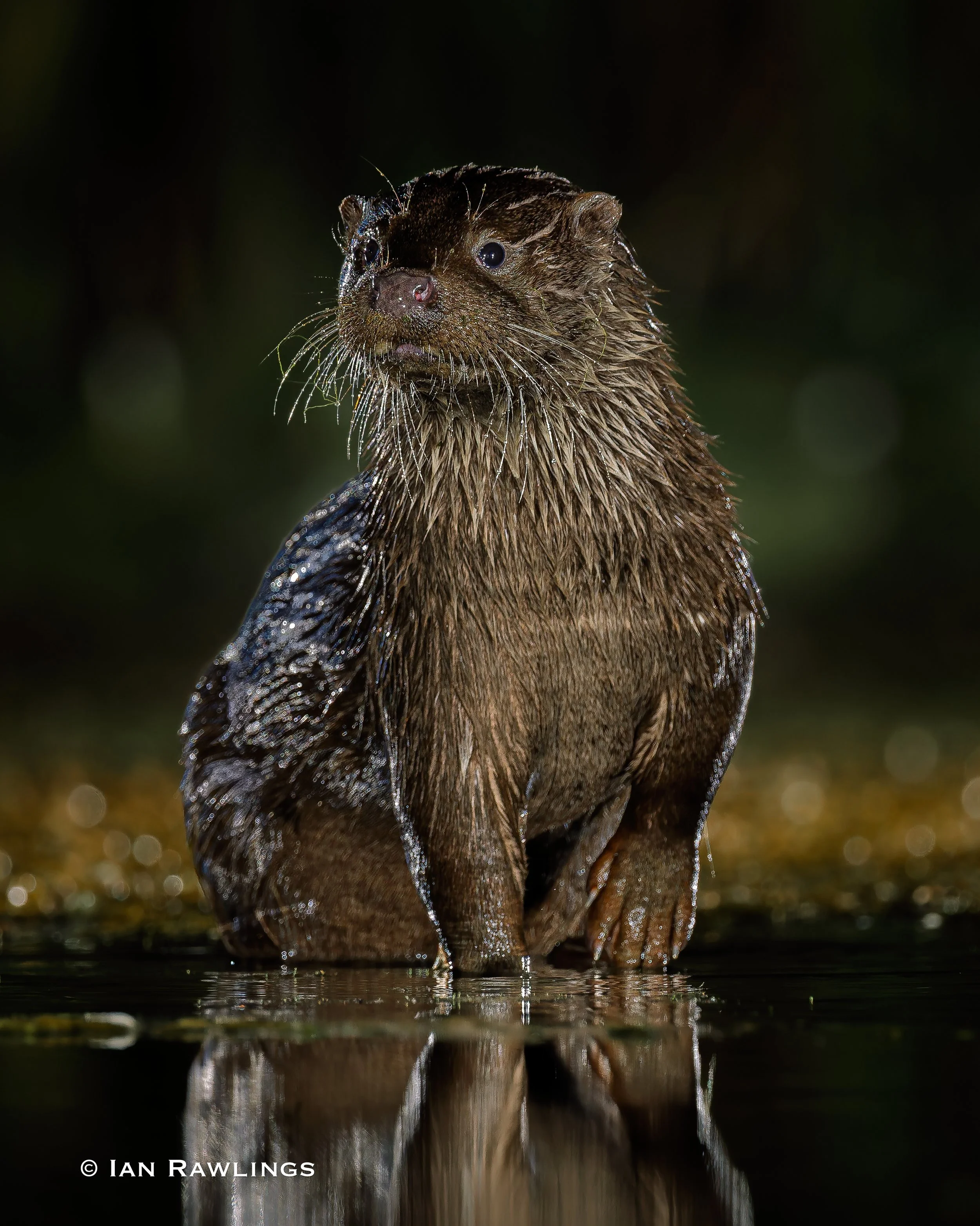 Otters