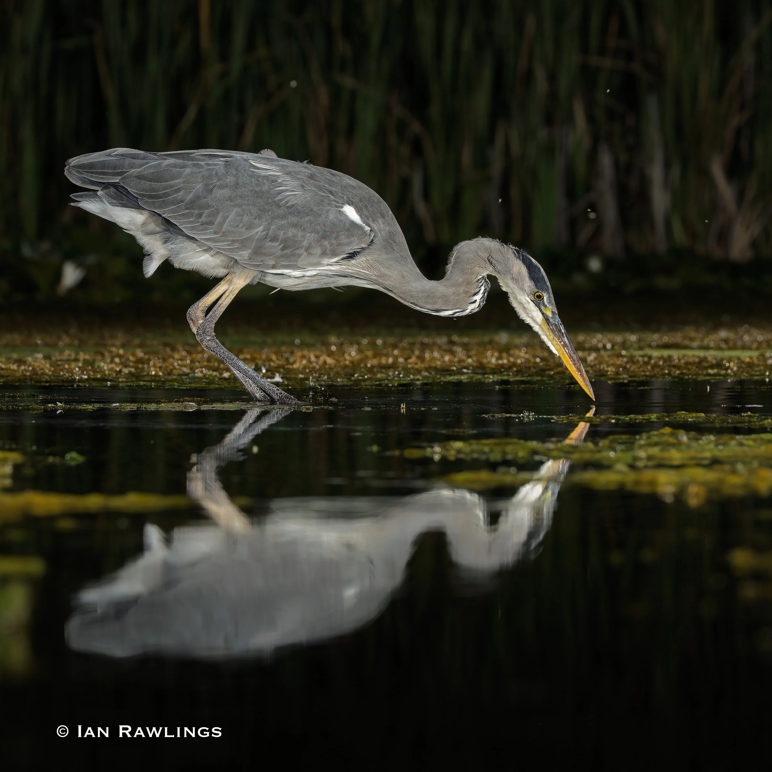 Herons