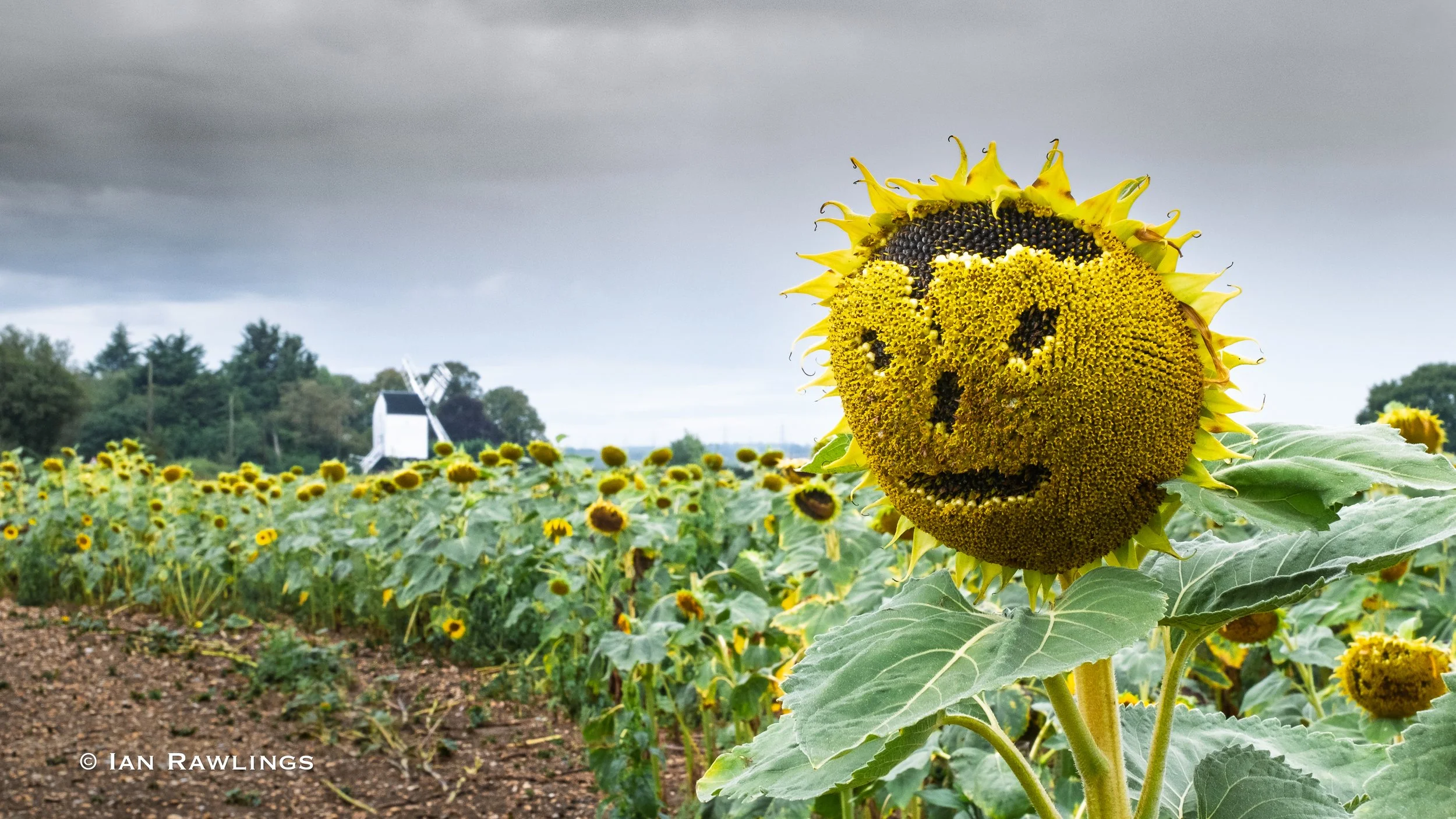 The Last Sunflowers