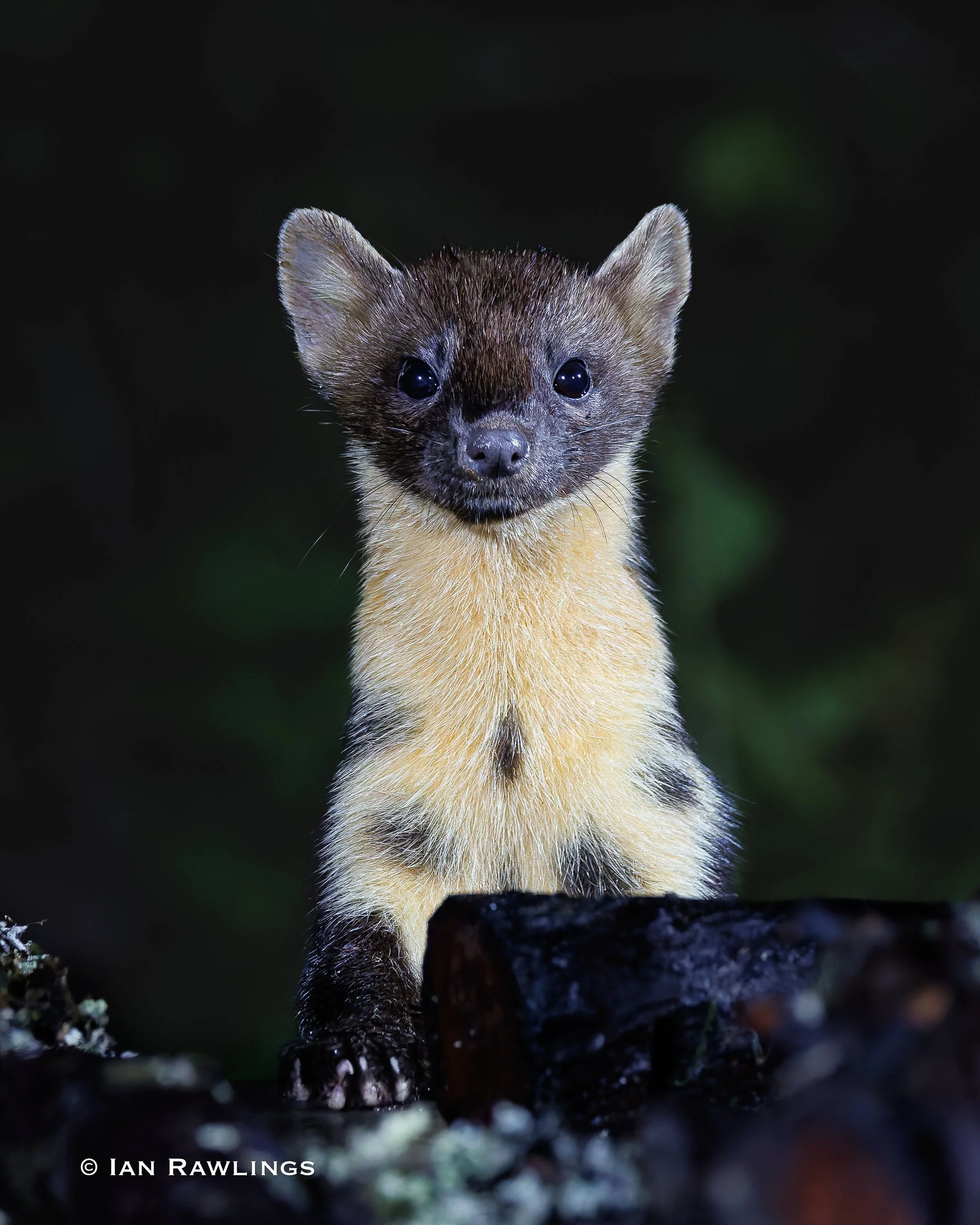 Pine Martins