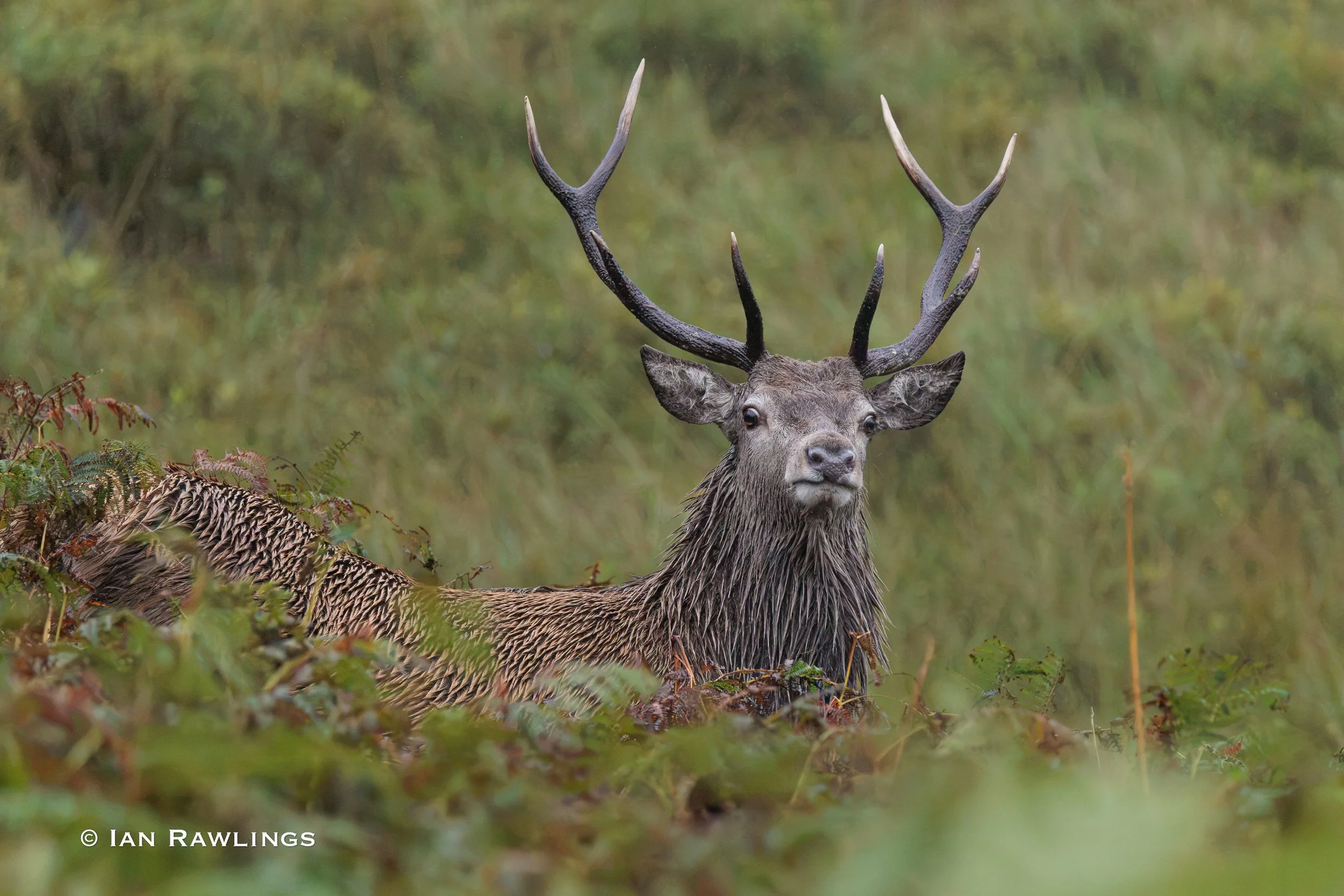 Red Stag