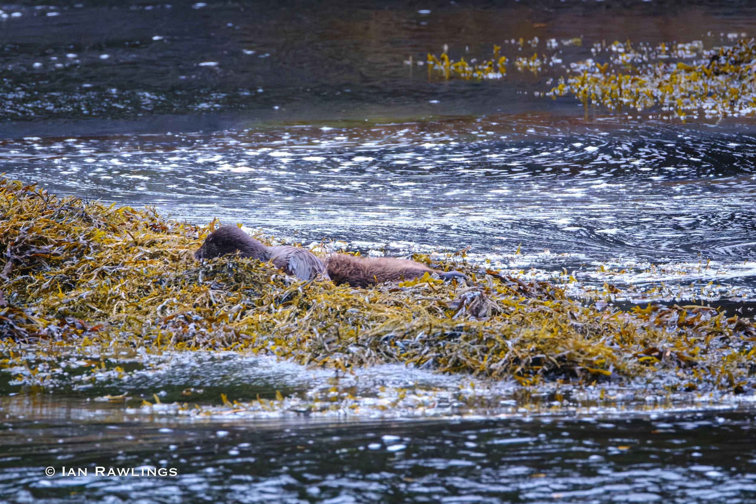 Otters