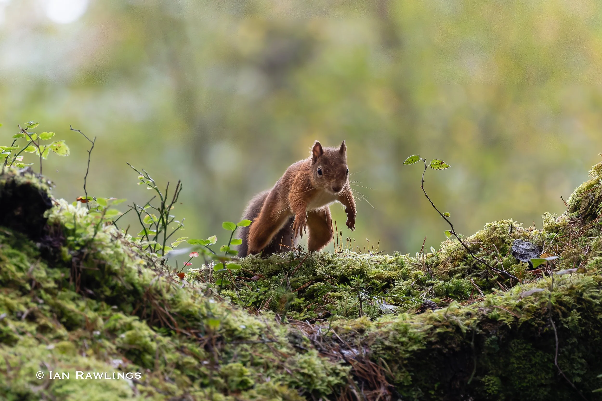 Red Squirrels