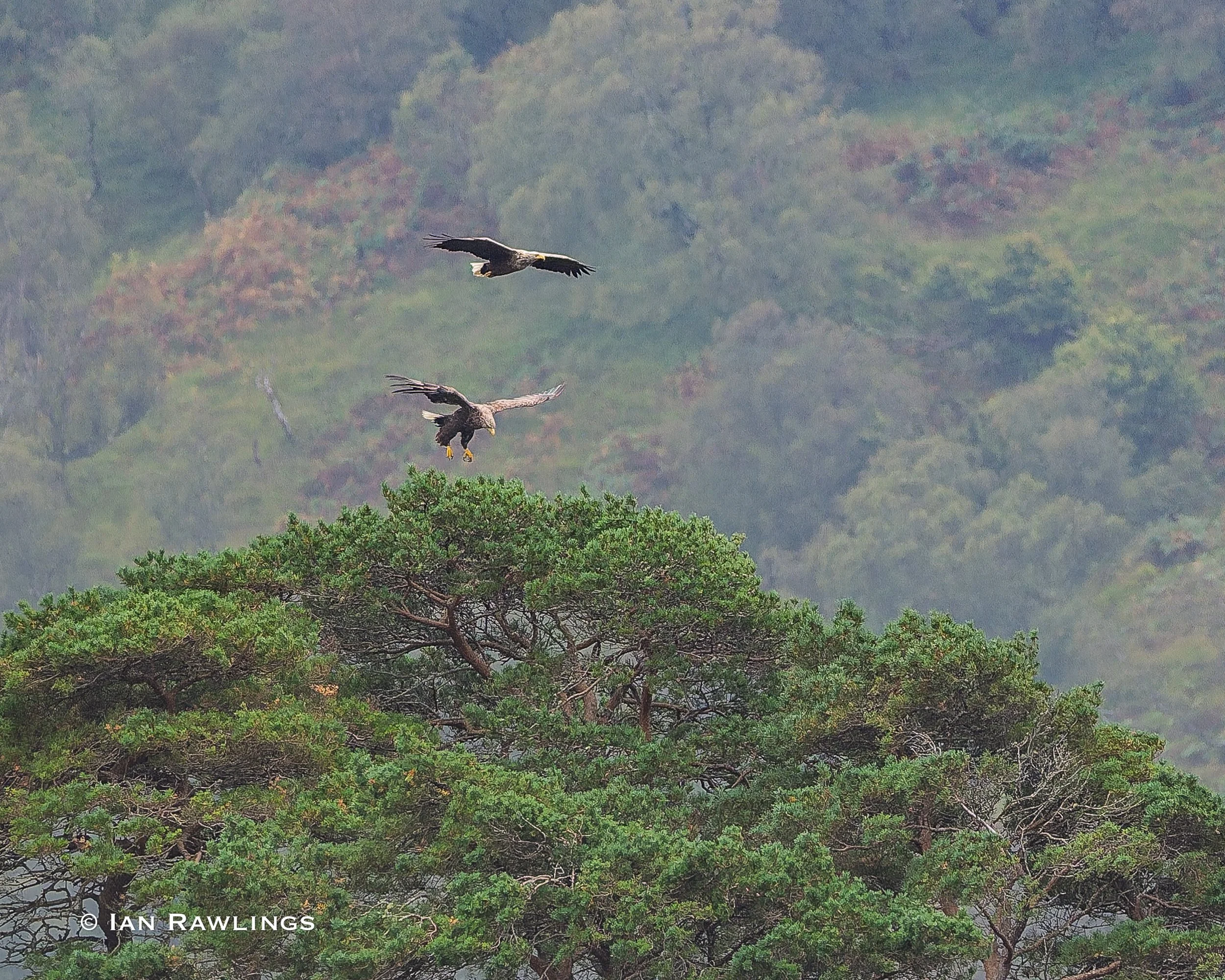 Sea Eagles