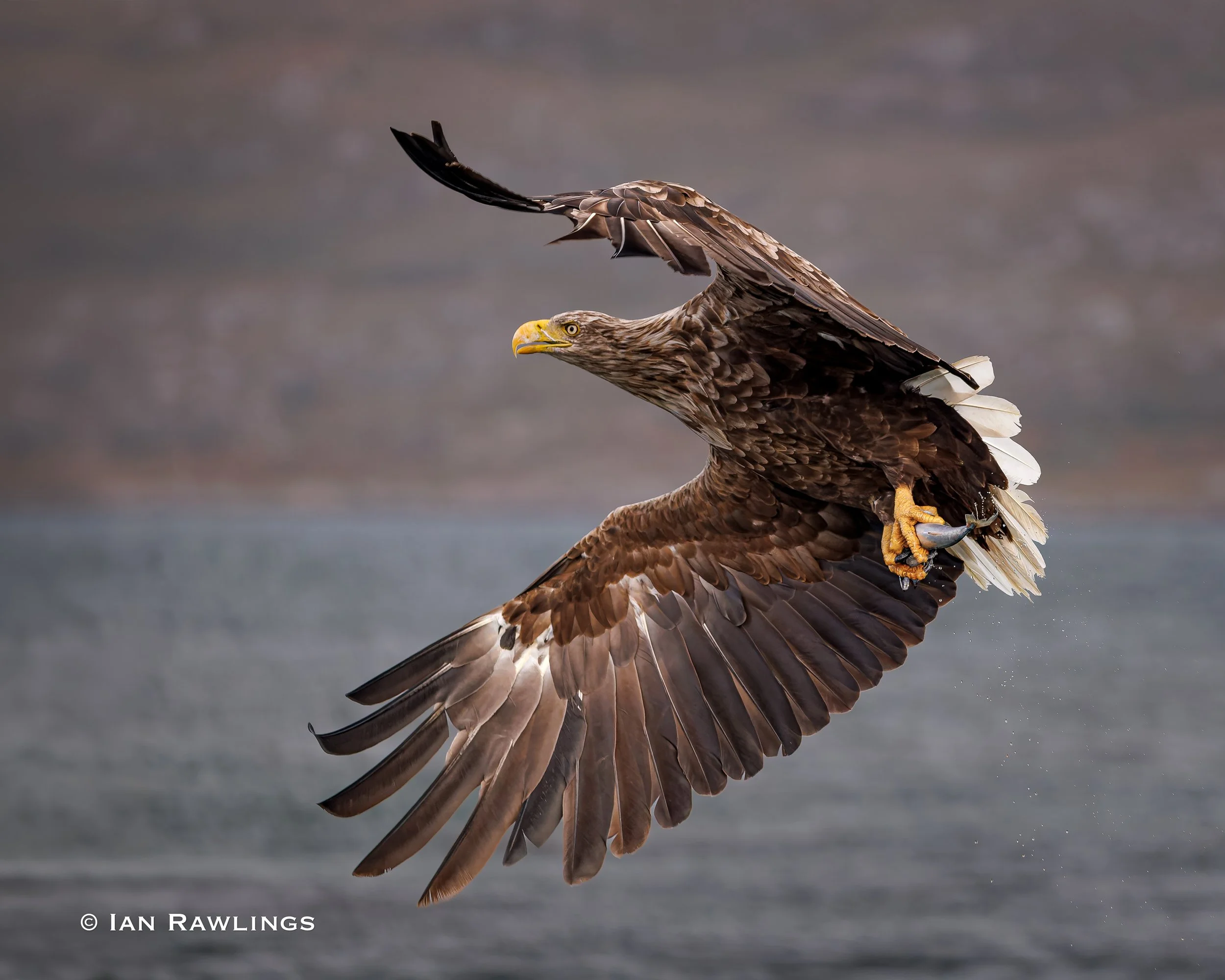 Sea Eagles 2