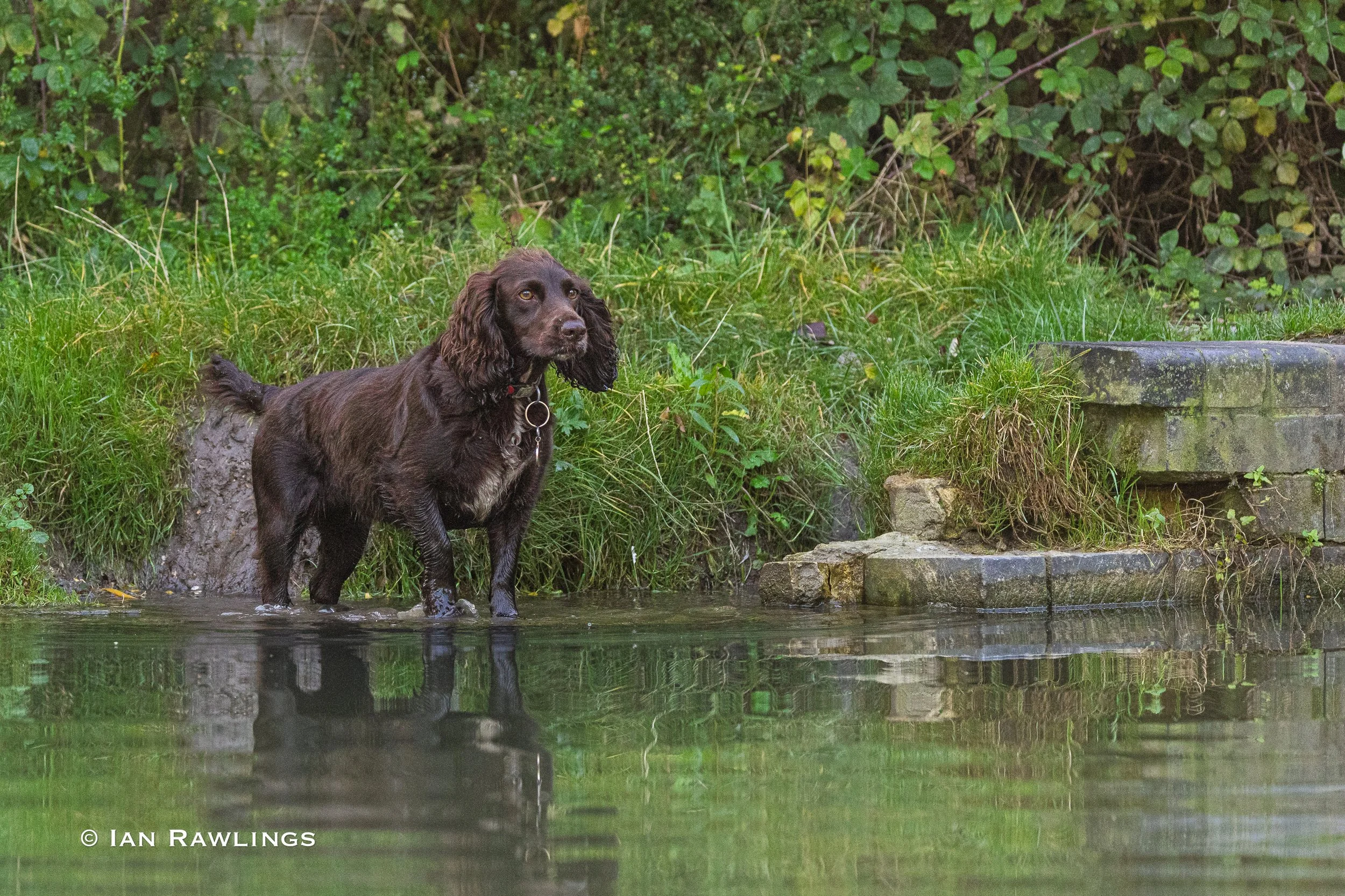 Tales of the River Bank
