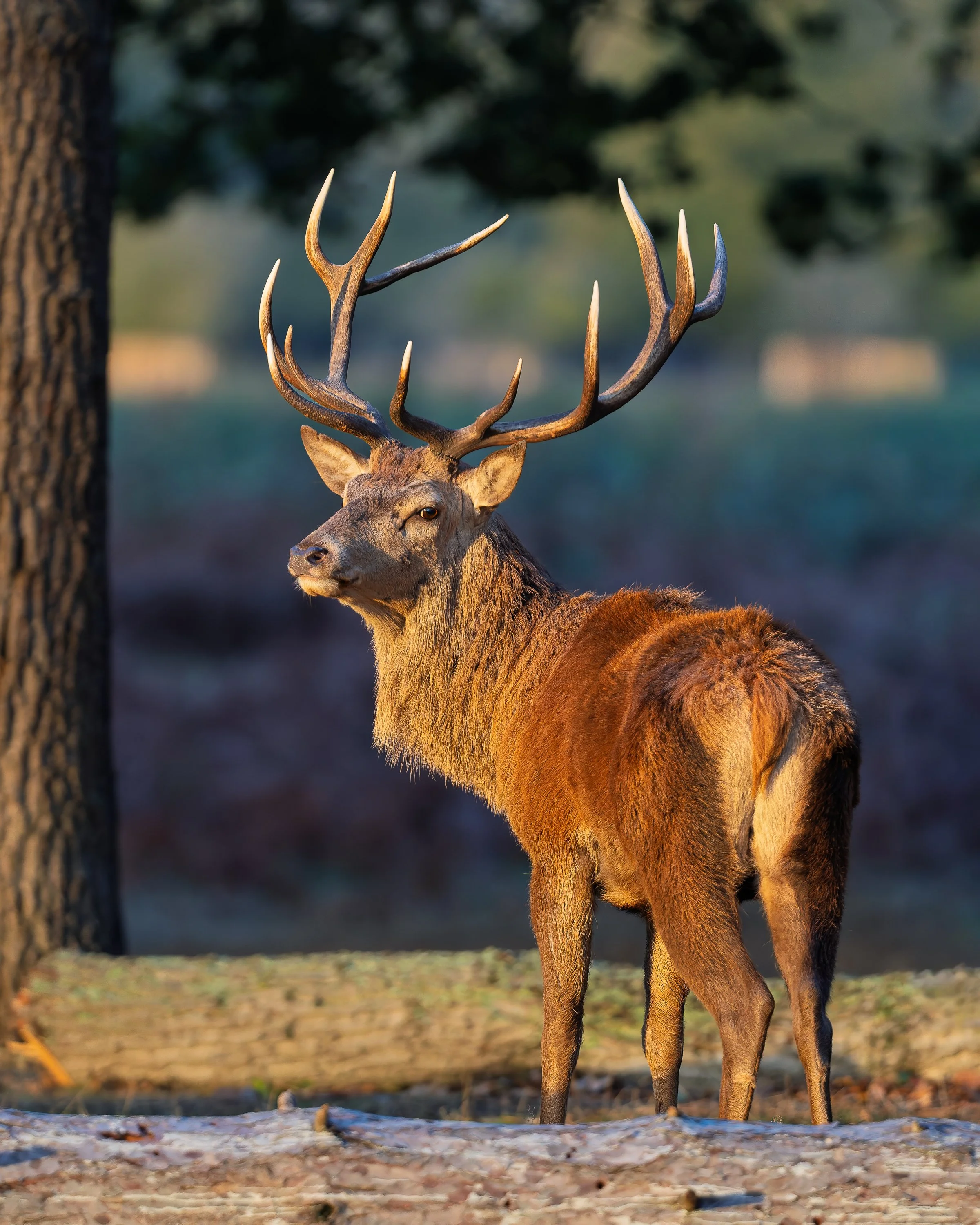 Bushy Park Daybreak
