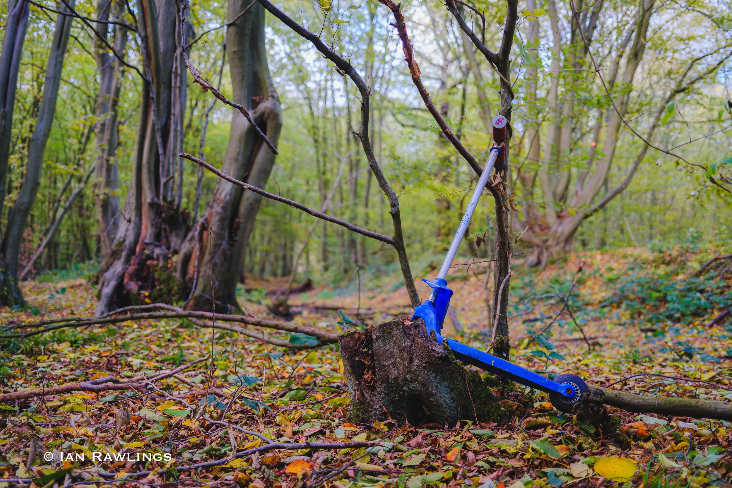 Monks Wood Walk