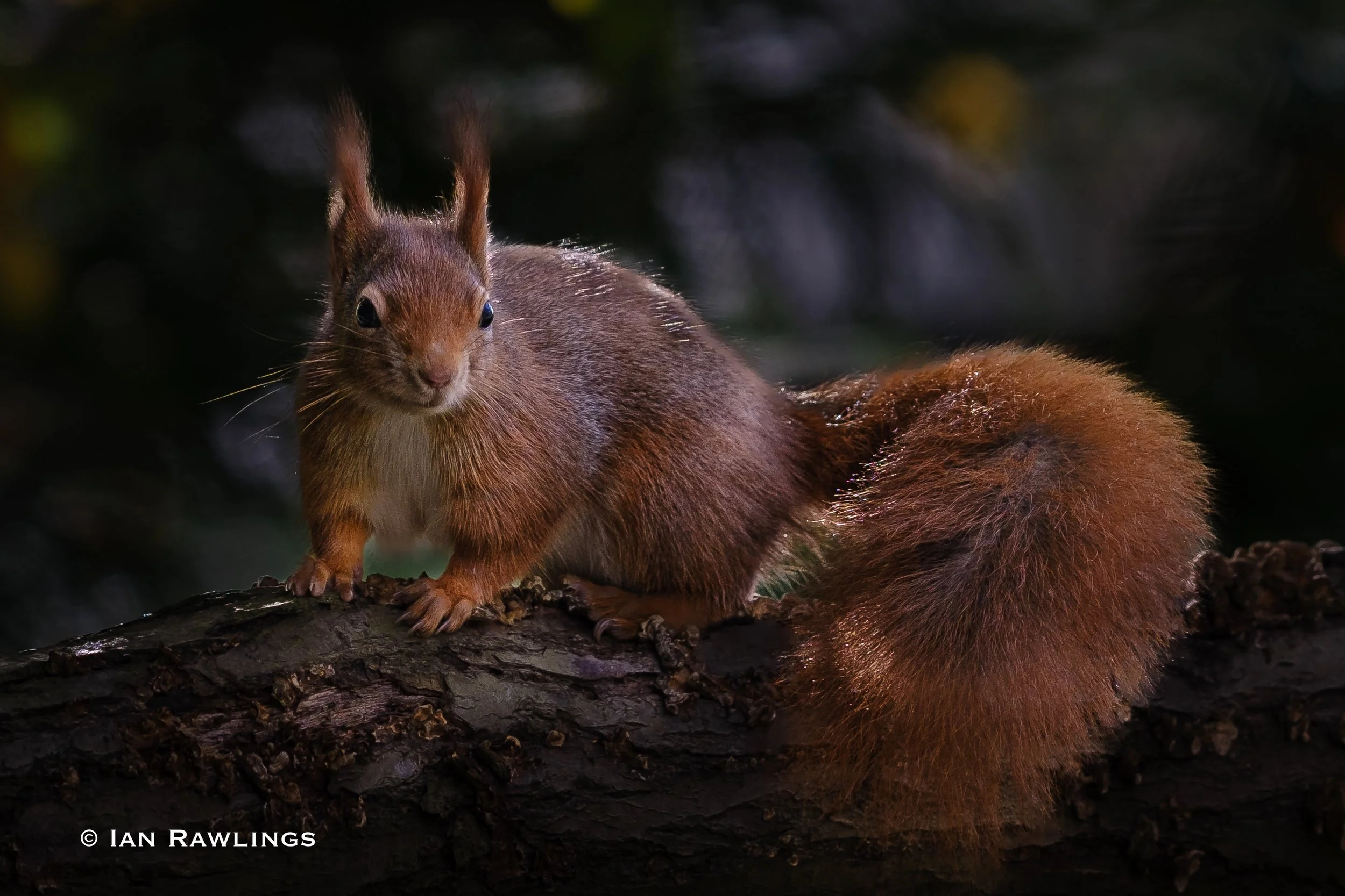 DSCF2450.jpg