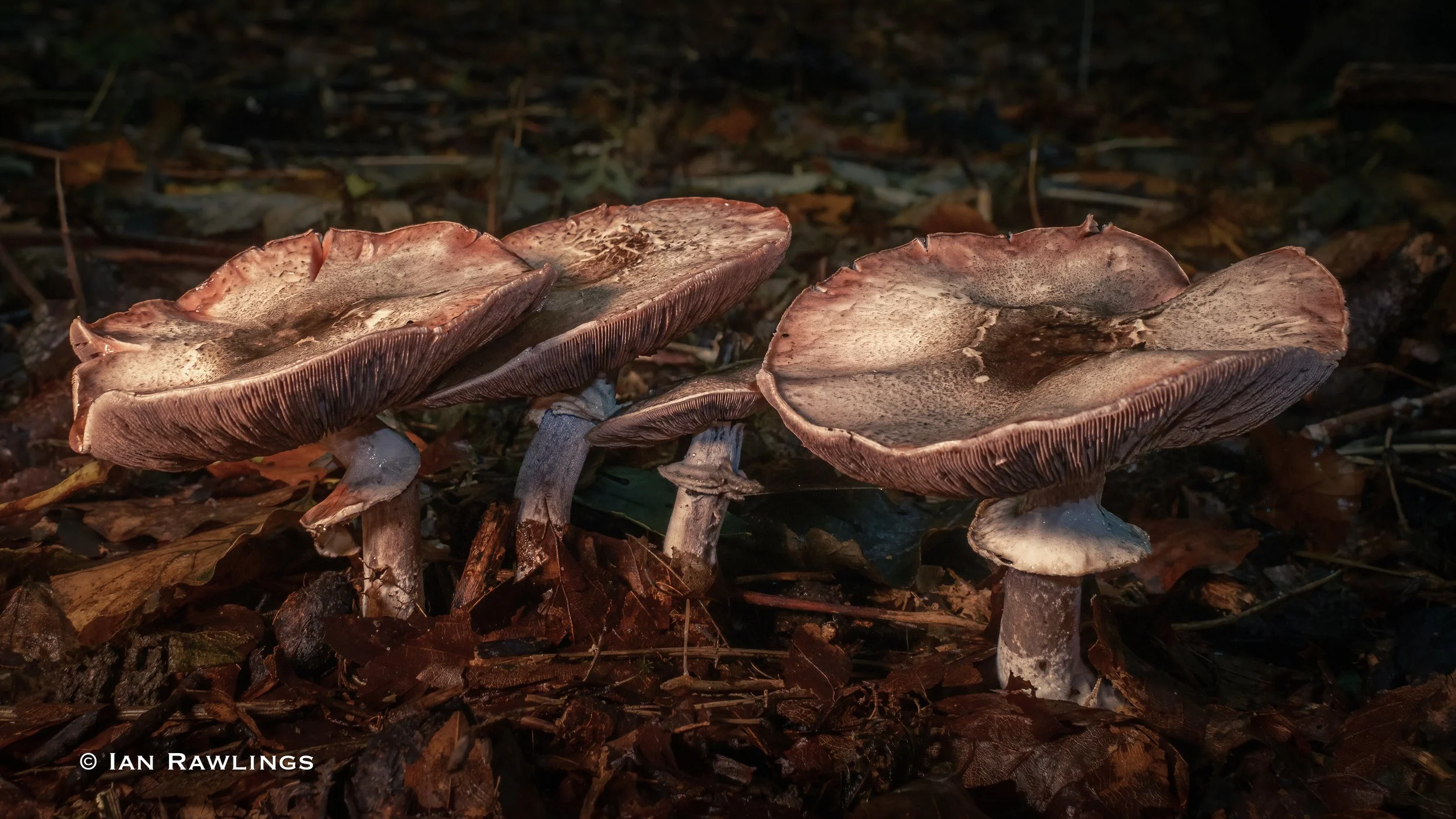 DSCF3363-Edit.jpg
