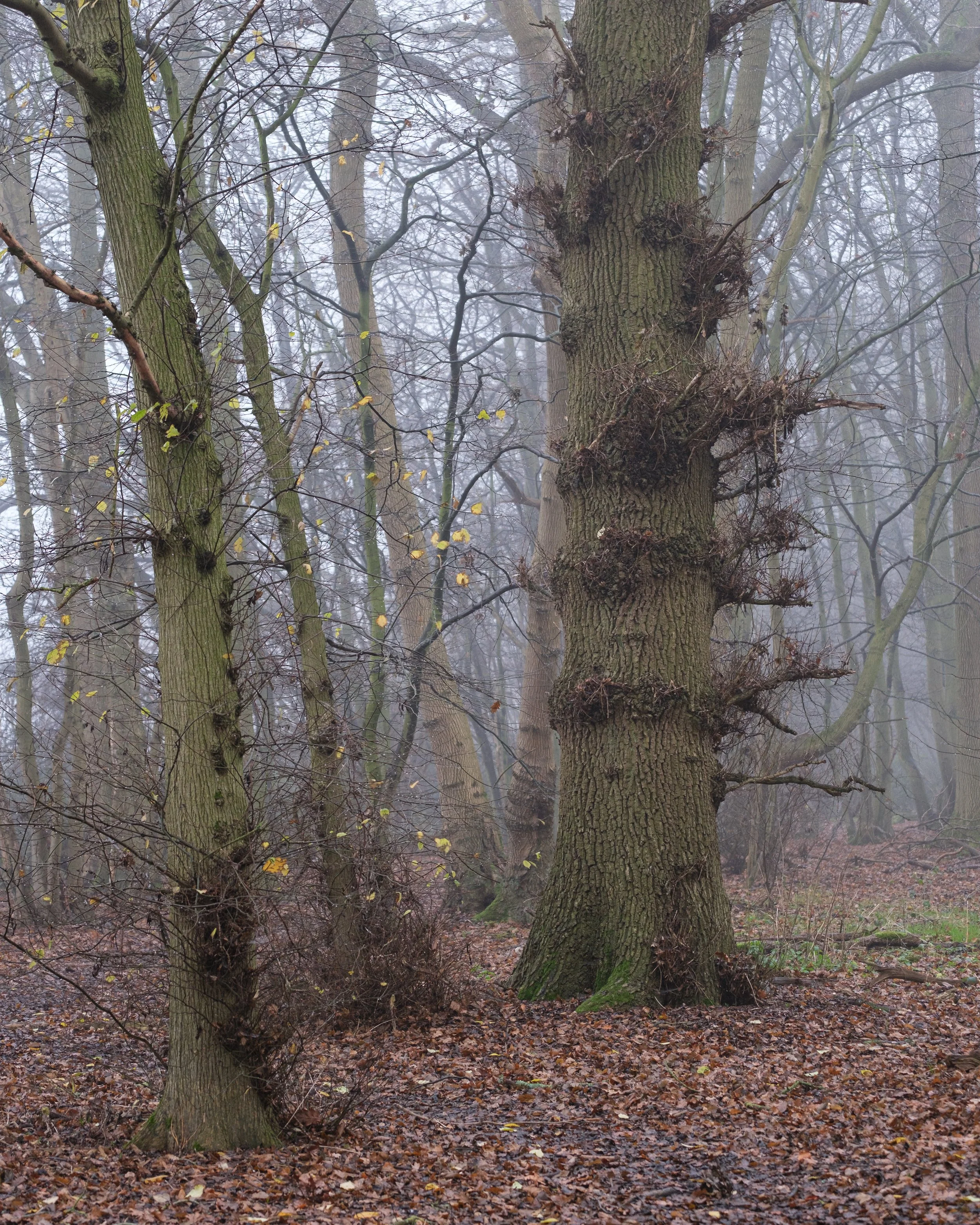 DSCF4172.jpg