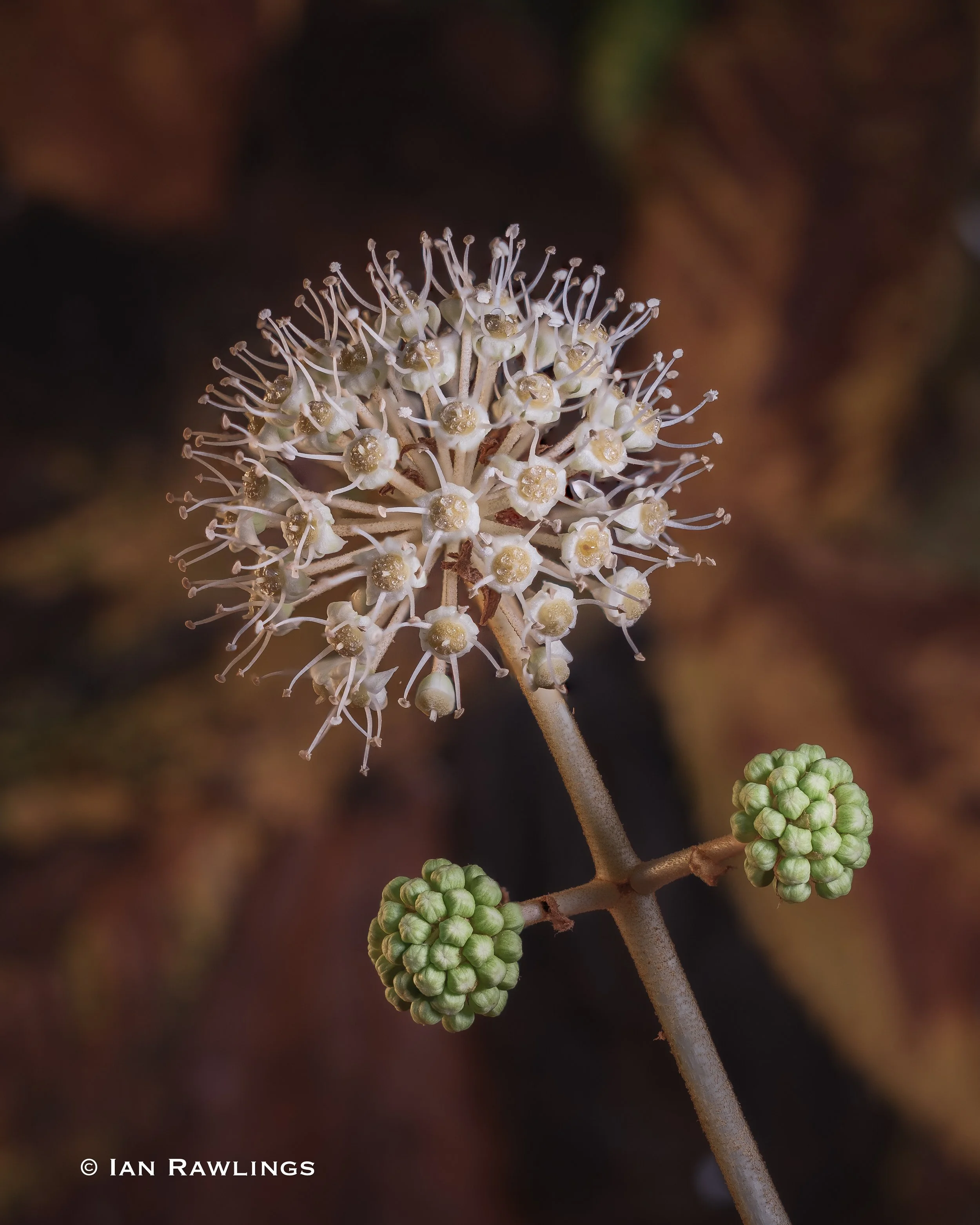 stacked flower.jpg