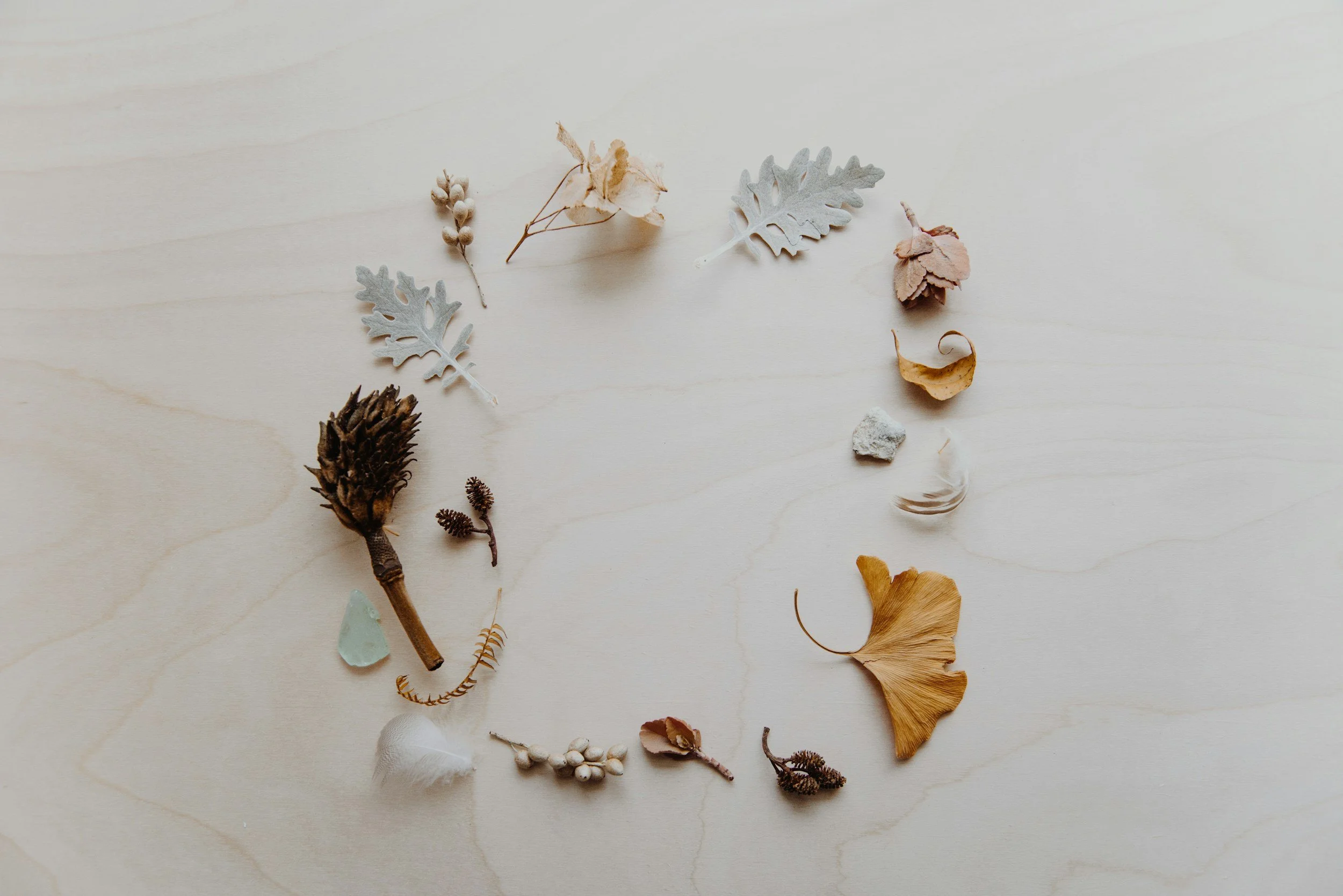 A flat lay of various dried botanical elements arranged on a light wooden surface. The collection includes leaves, small branches, seed pods, and other plant fragments in neutral tones.