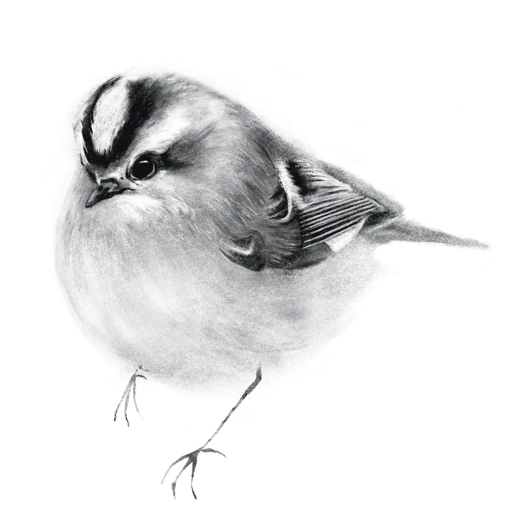 Goldcrest