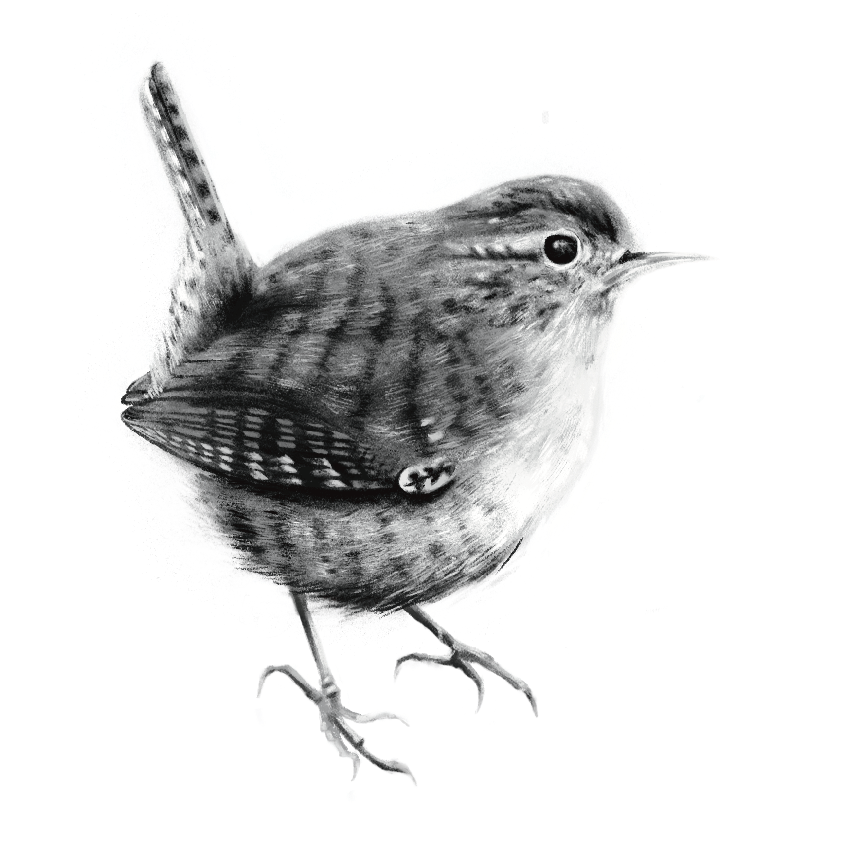 Eurasian Wren