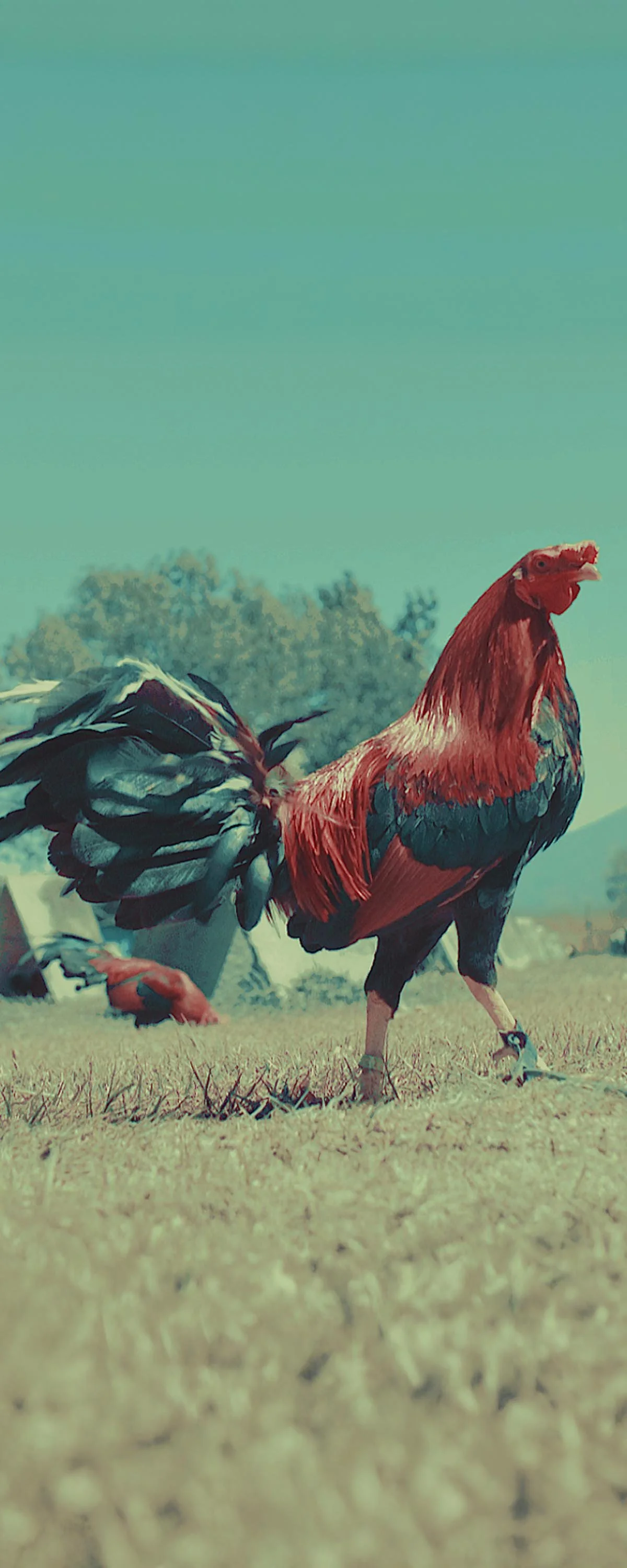 ROOSTER FOR MOBILE.jpg