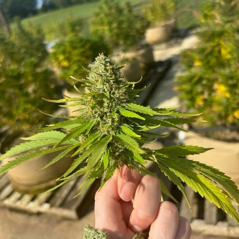 Harnessing Cannabis for Creative Breakthroughs