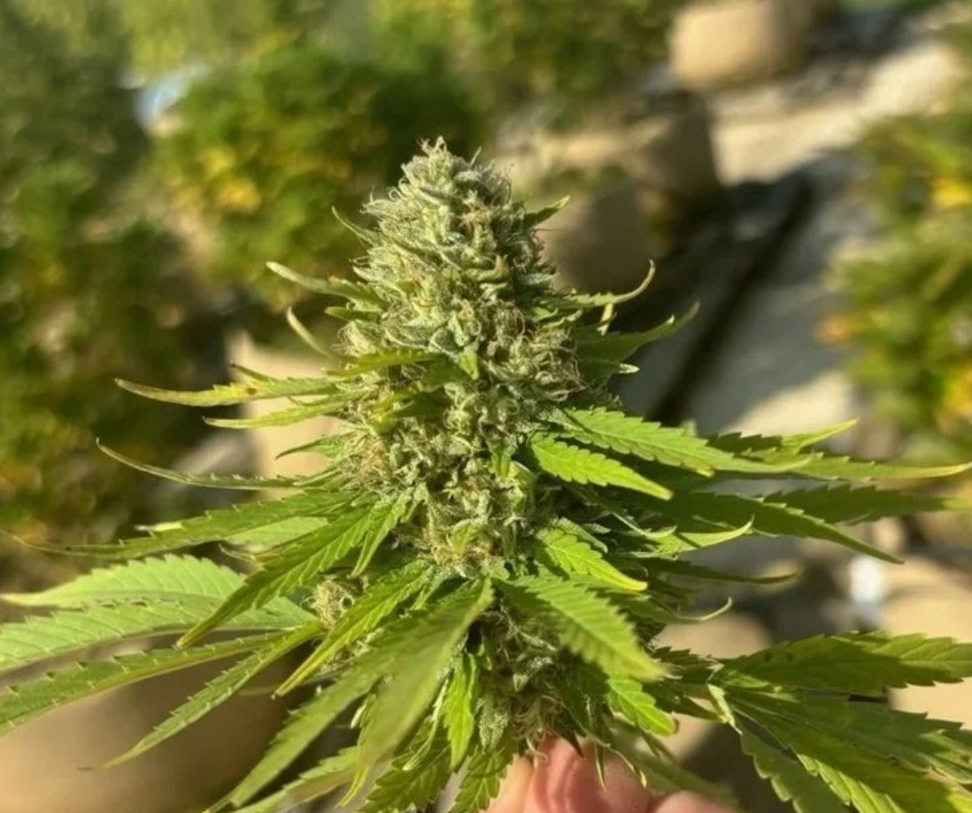 Exploring the Therapeutic Benefits of Different Cannabis Strains