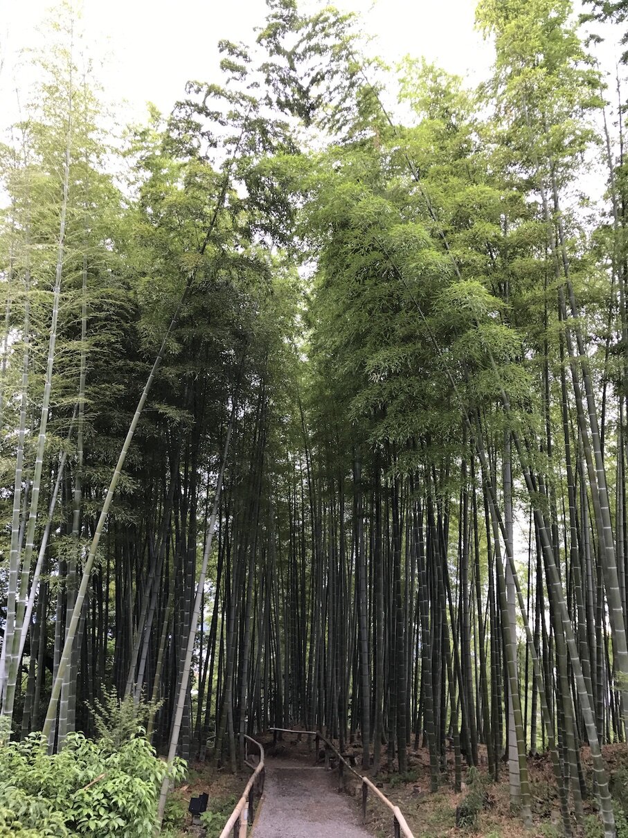m-art-v-sion_japan_impressions_forest.jpg