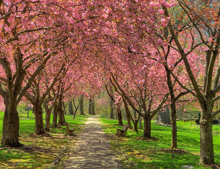 the_everhart_cherries_ii_copy.jpg