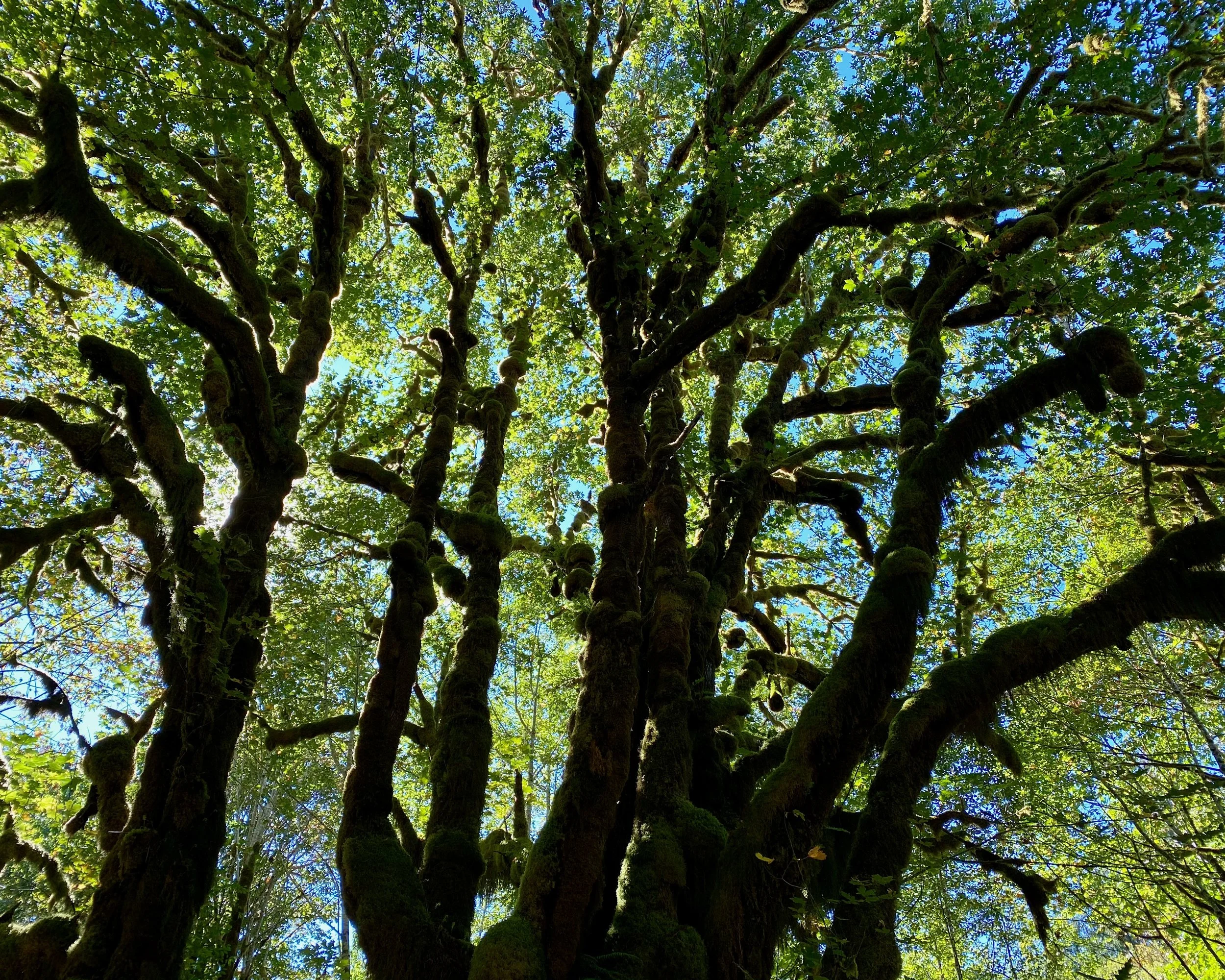 The Ring and The Yellow Bug