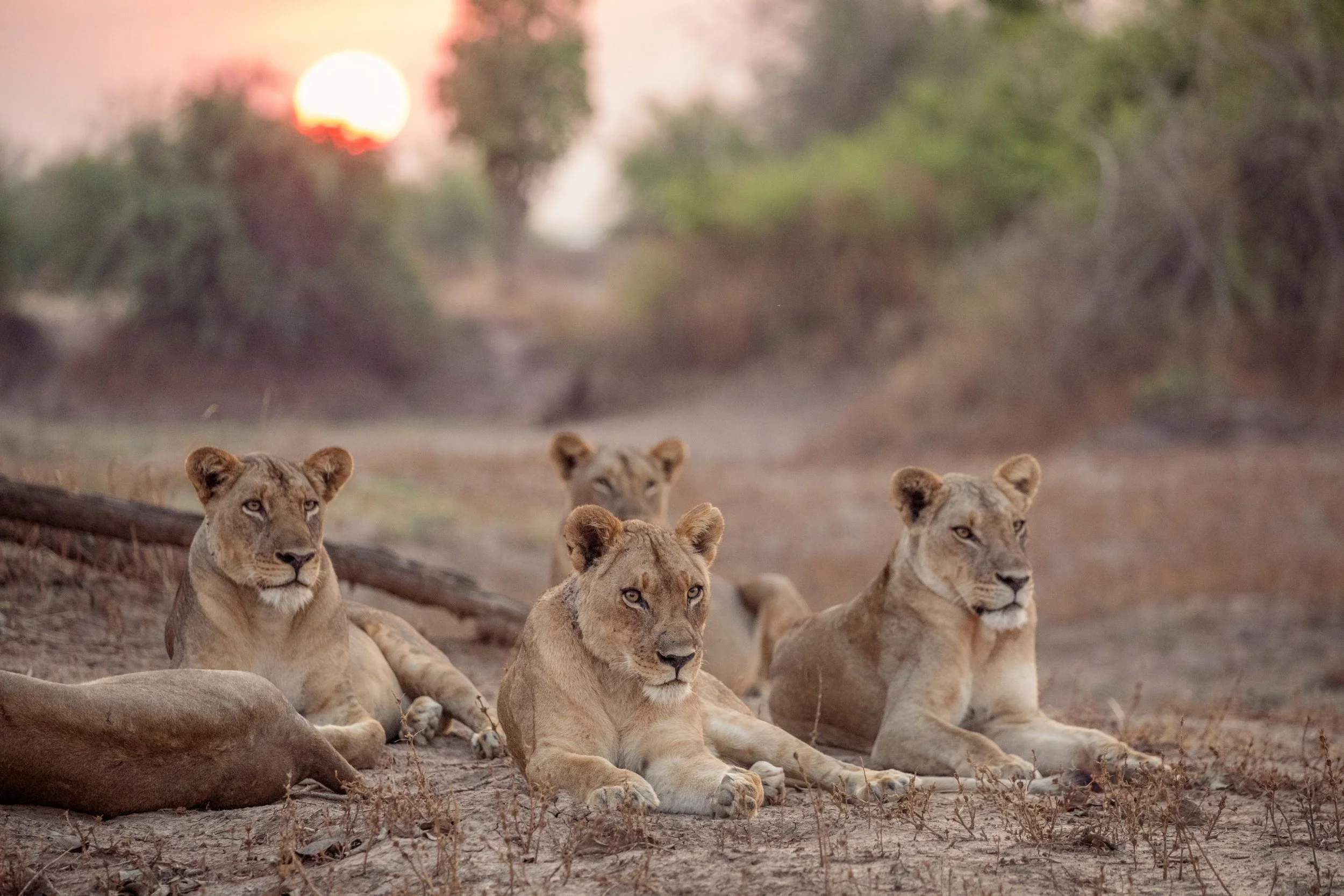 IR TV Review: KINGDOM - EPISODE 3 (“The Lion’s Fall”) [BBC America]