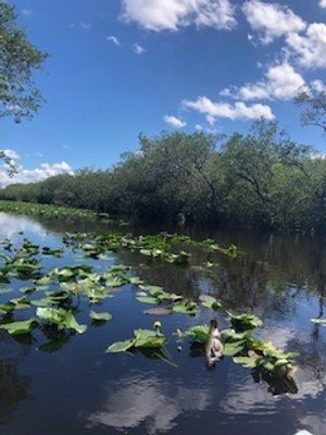 Florida_Everglades (1).jpg
