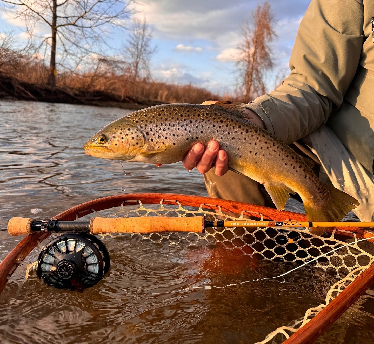 Lovin&rsquo; the colors on our new Black and tan series rods. Nothing like catching that golden hour brown trout 

.
#risefishingco #riserods #riserods4life #browntrout #browntroutfishing #browntroutflyfishing #nyflyfishing #smallbatchflyrods #smallb