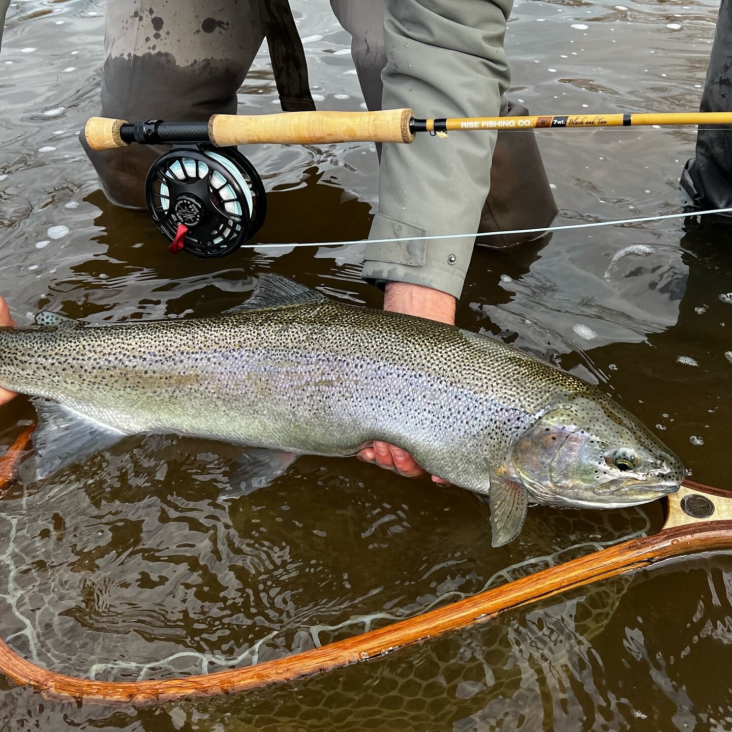 Big fish mean you better have the right gear. This steelhead was caught with our black and tan series 7wt fly rod, @fishseigler reel, @cortlandline big shot line and 5X top secret tippet. And of course netted with @streamwalkernets 

.
#risefishing #