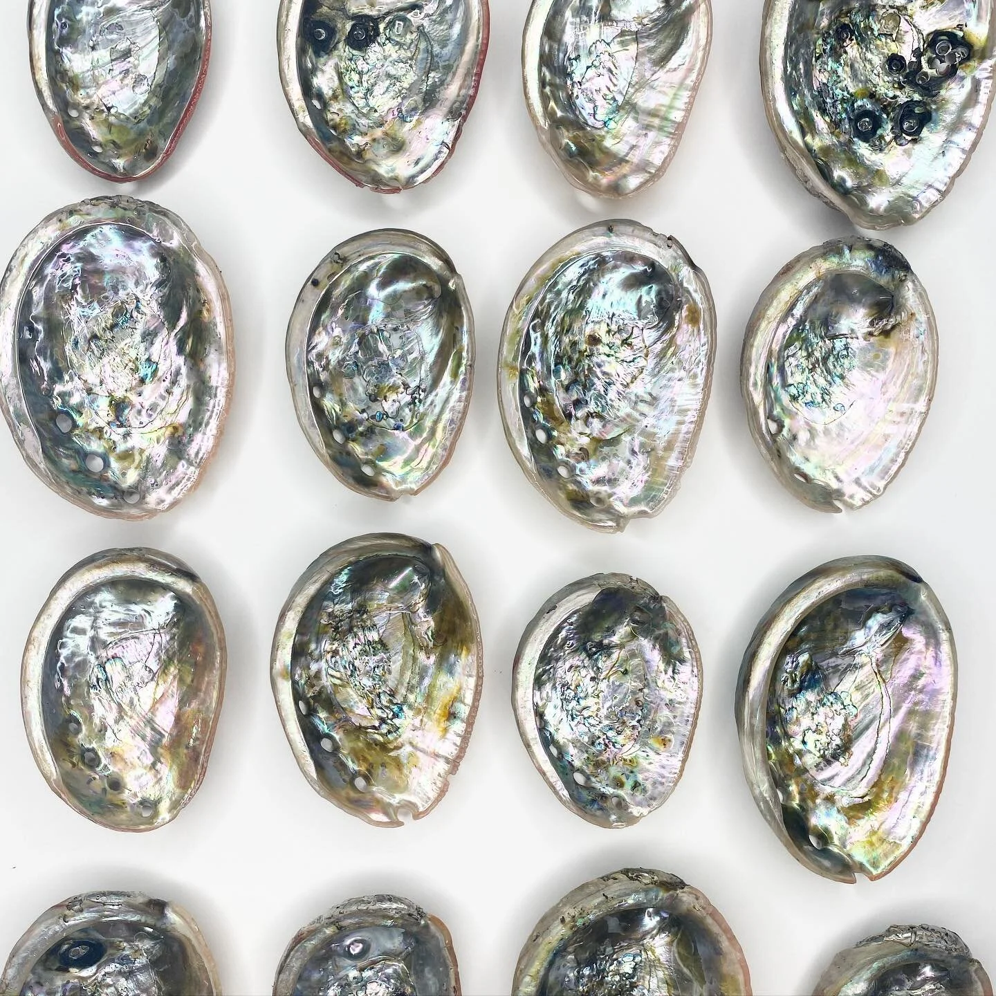 Partnering with a sustainable Abalone Farm in Northern California has been a game changer! 🌊 All abalone coming to us have been environmentally raised, hand selected, naturally unaltered, and unique yet flawed in the most perfect of ways. We sanitiz