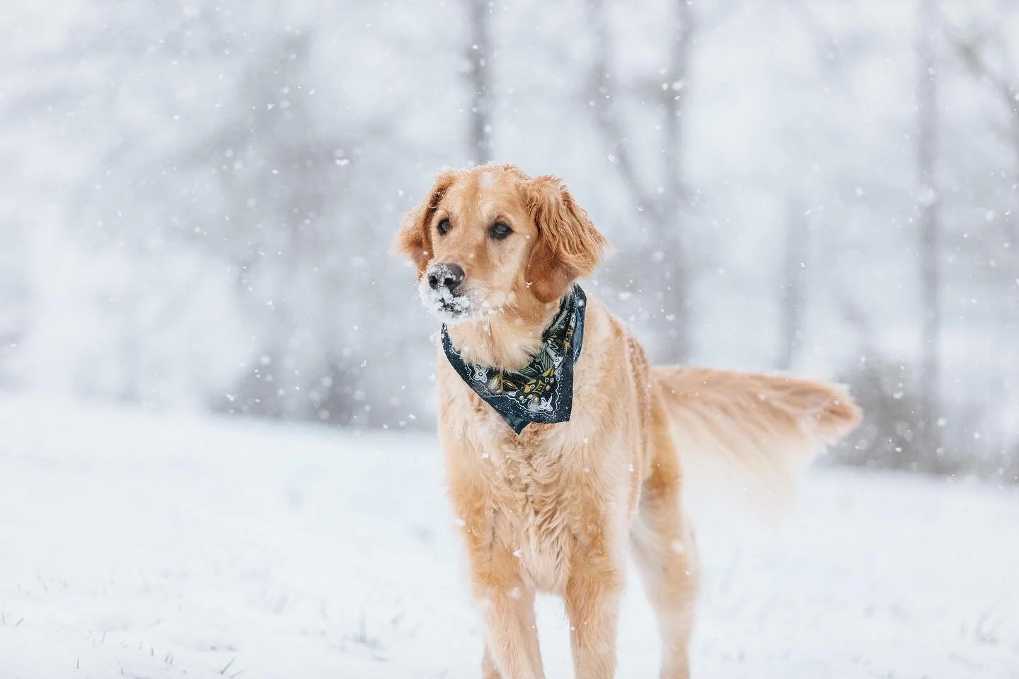 Snow days with my snow loving pupper ππ Have you ever seen anything so precious?! #snowday #goldenretriever #goldensofinstagram @topherhall1