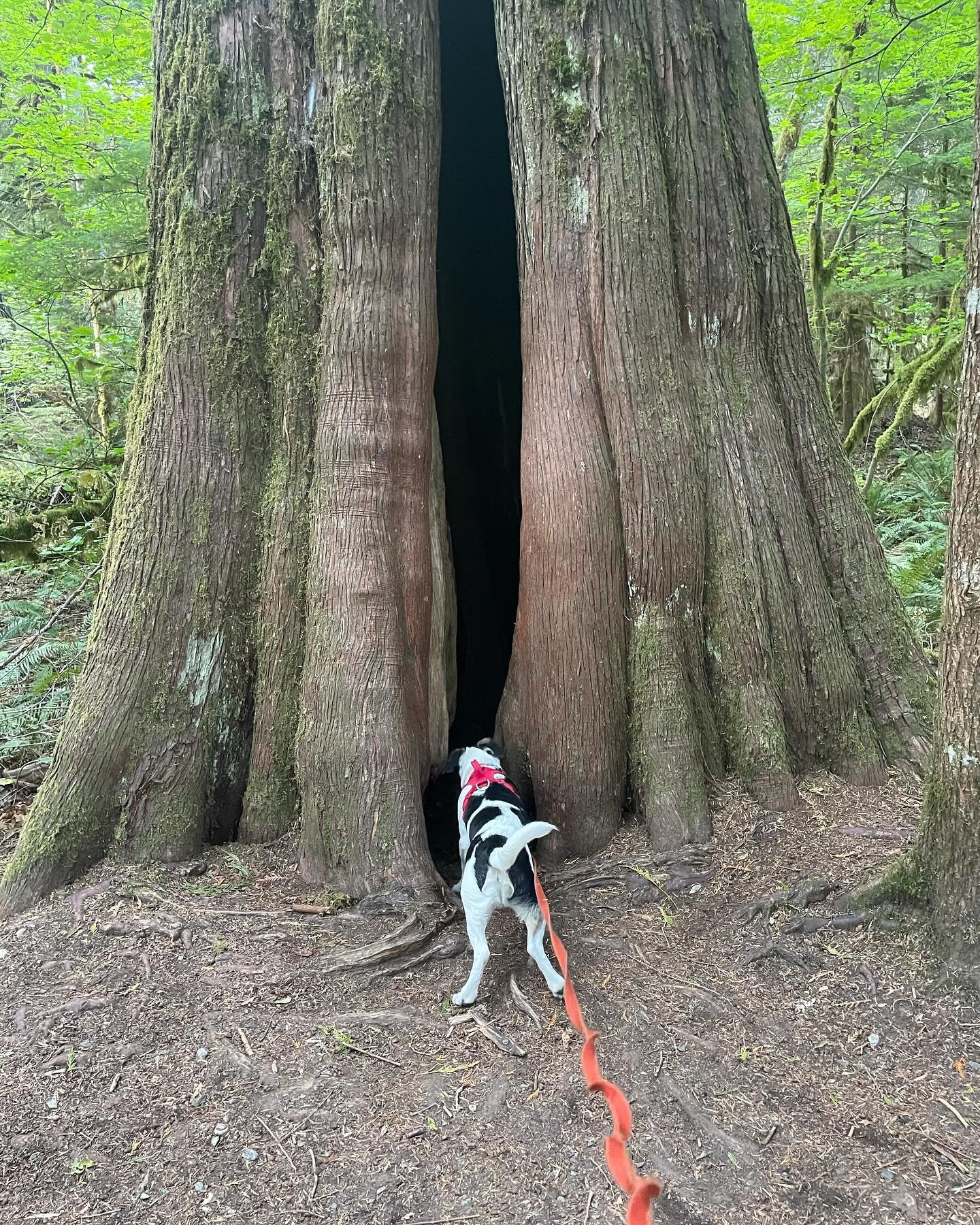 It&rsquo;s earth day! Be curious my friends! 
Maybe there is a little mouse hiding in this giant tree.
Henry and his wildlife pals encourage you to take care of this amazing planet we all call home.
#adventuresofhenrythefieldmouse now available from 