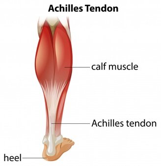 Achilles Tendon.jpg