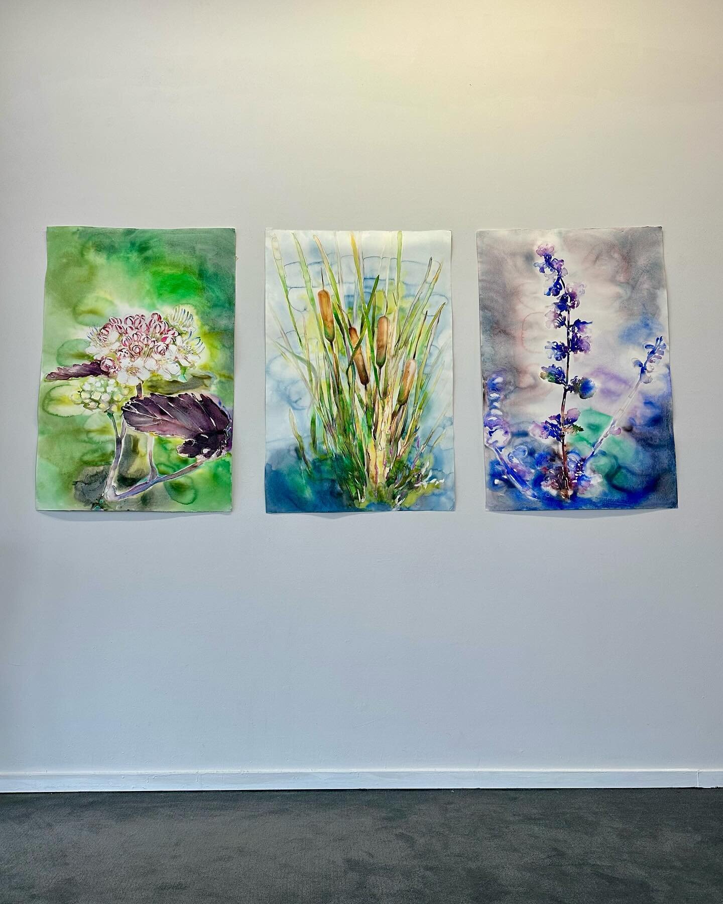 Three large scale watercolors completed last winter for a corporate commission.

Catttail
Dog Bark
Cat Mint

All paintings are 38 x 24&rdquo; and will be framed and hung as a triptych in the board room.

Along with the triptych I did another large wa